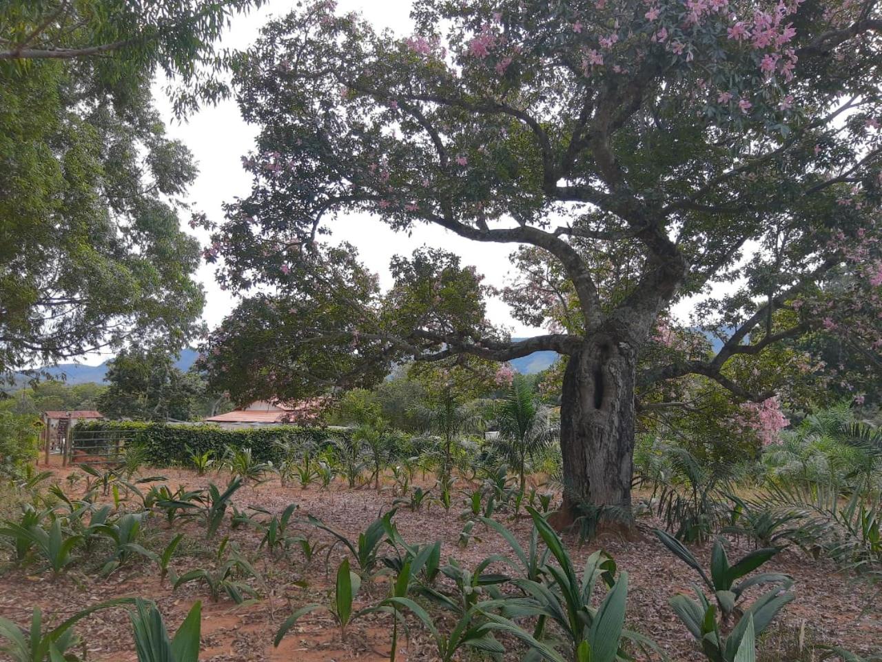 Chalé Veredas e Buritis