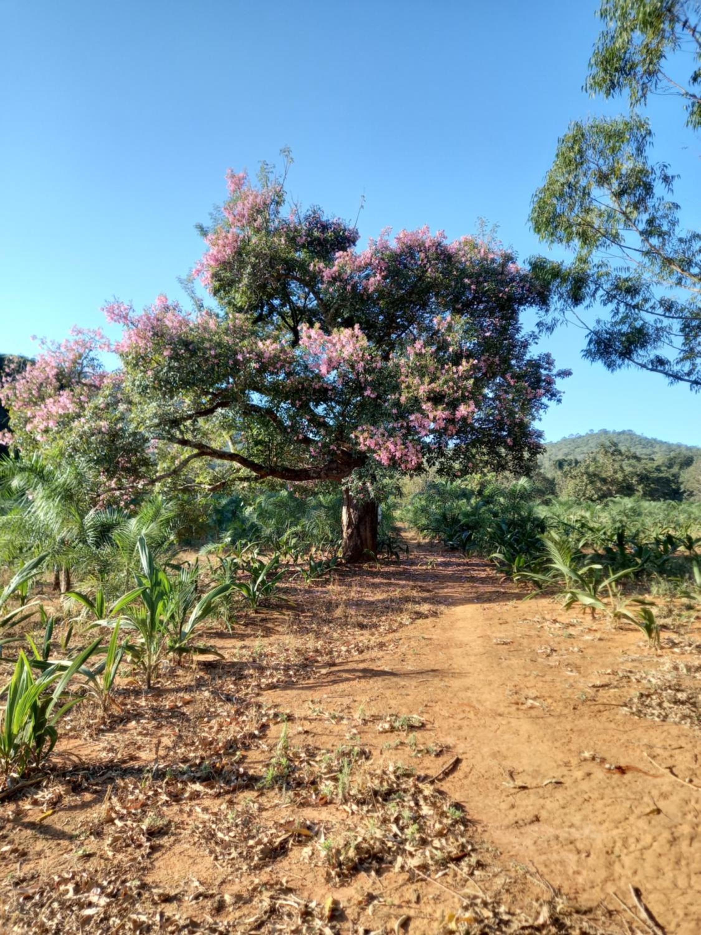 Chalé Veredas e Buritis