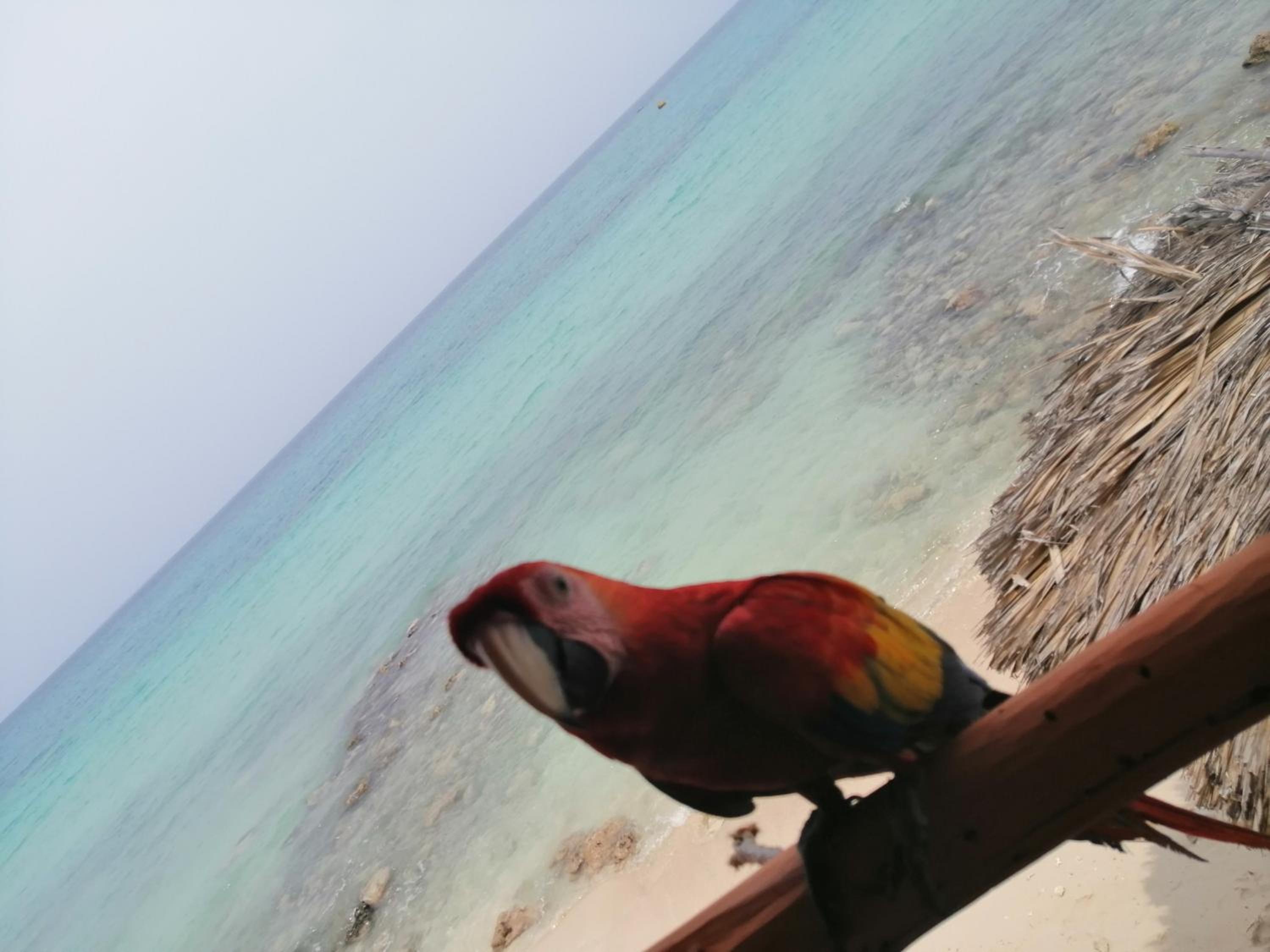 Playa Tortuga Carey