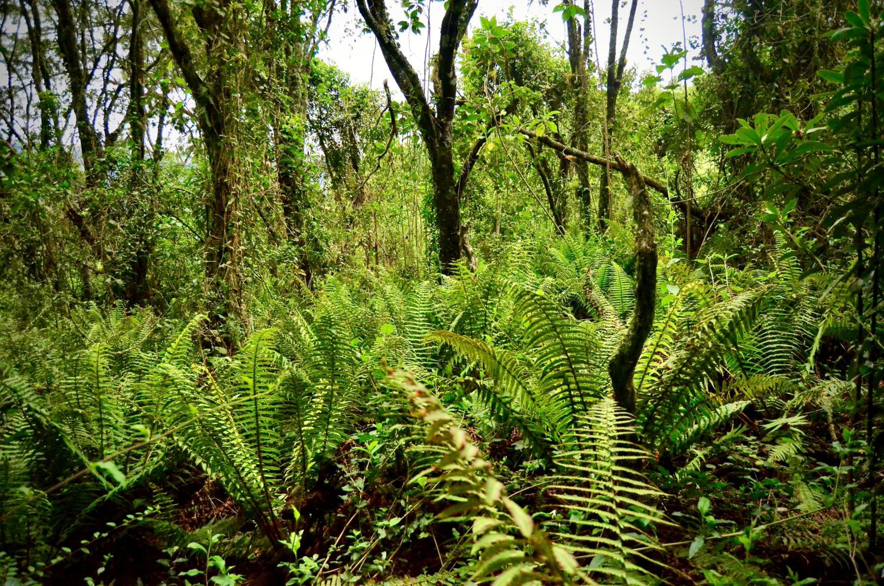 Finca Agrreste