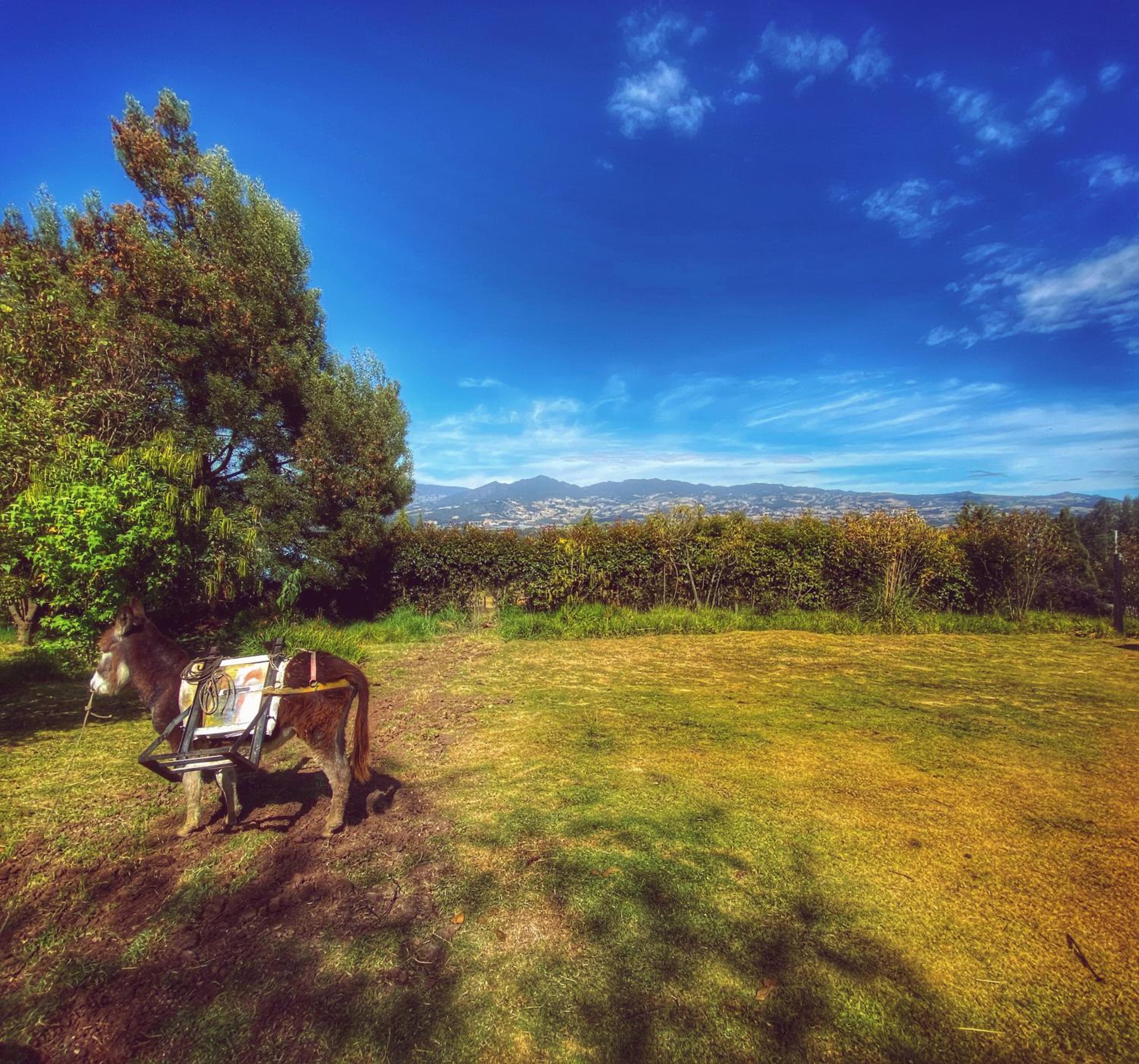 Finca Agrreste