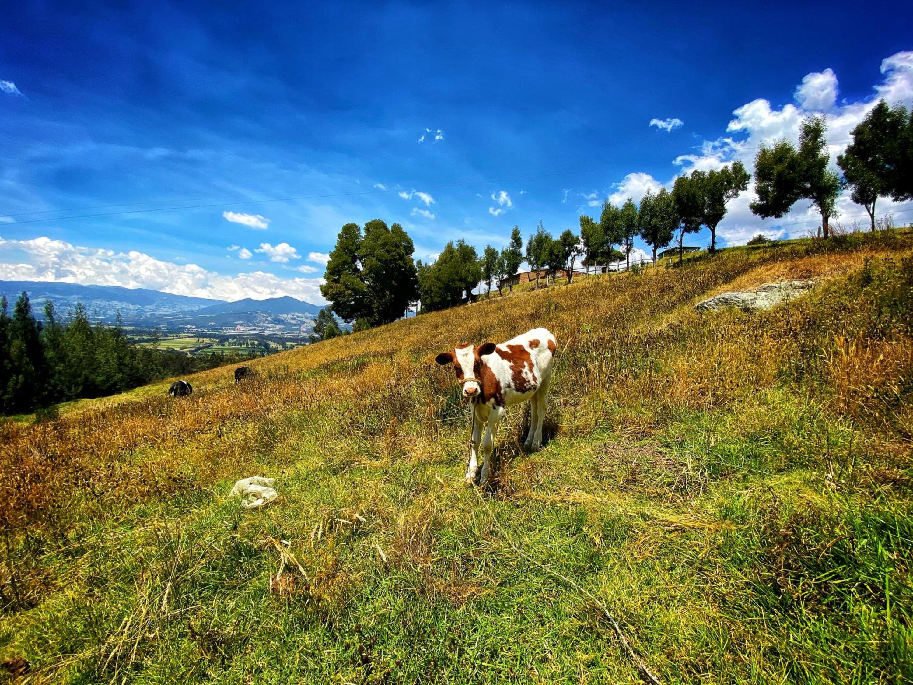 Finca Agrreste