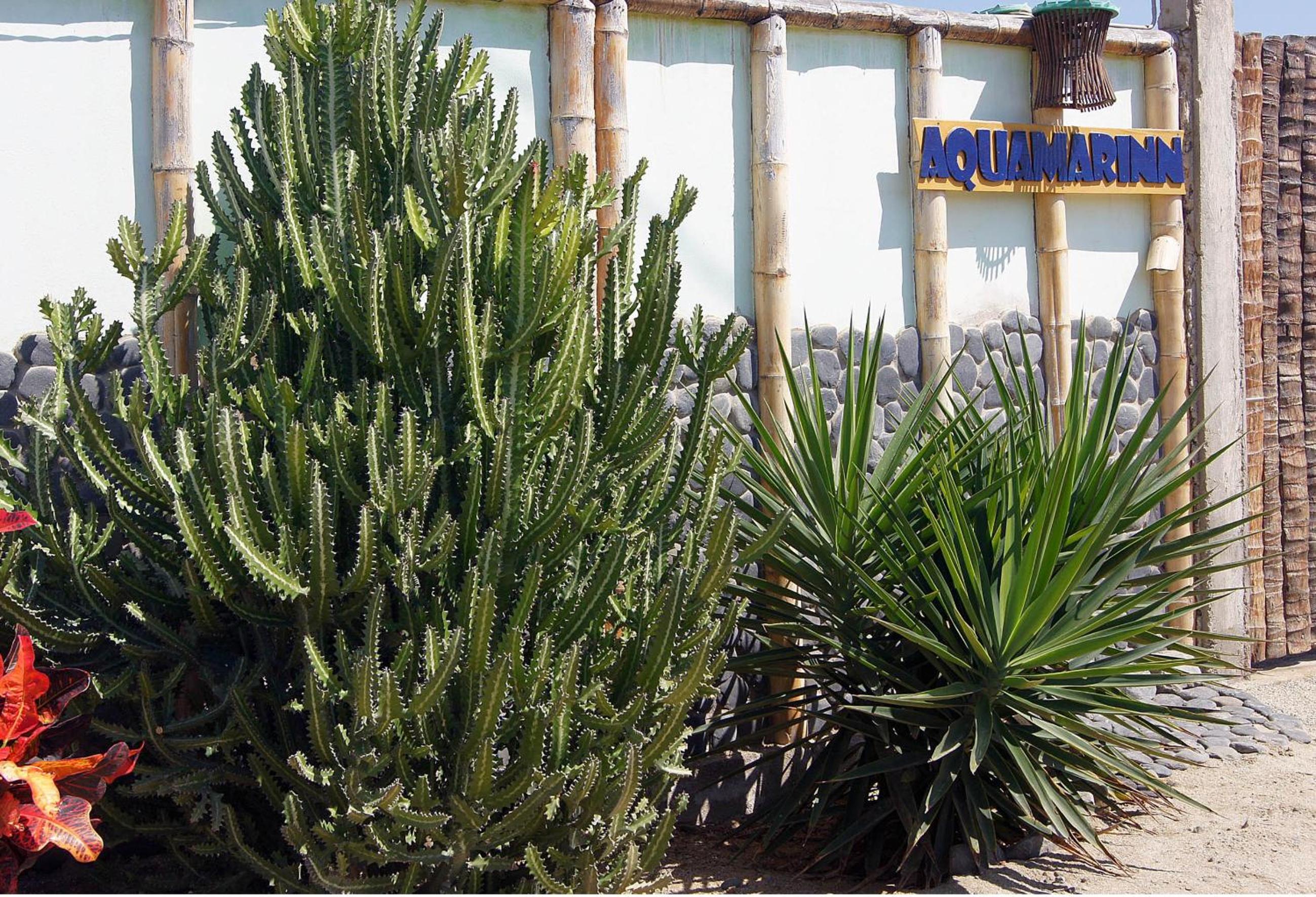 AquamarInn en Máncora — other