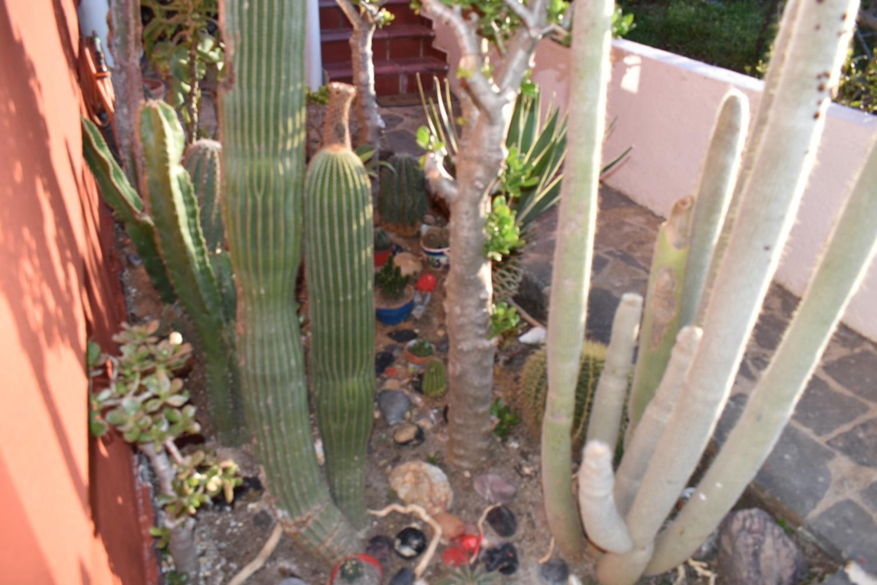 Photo 42
