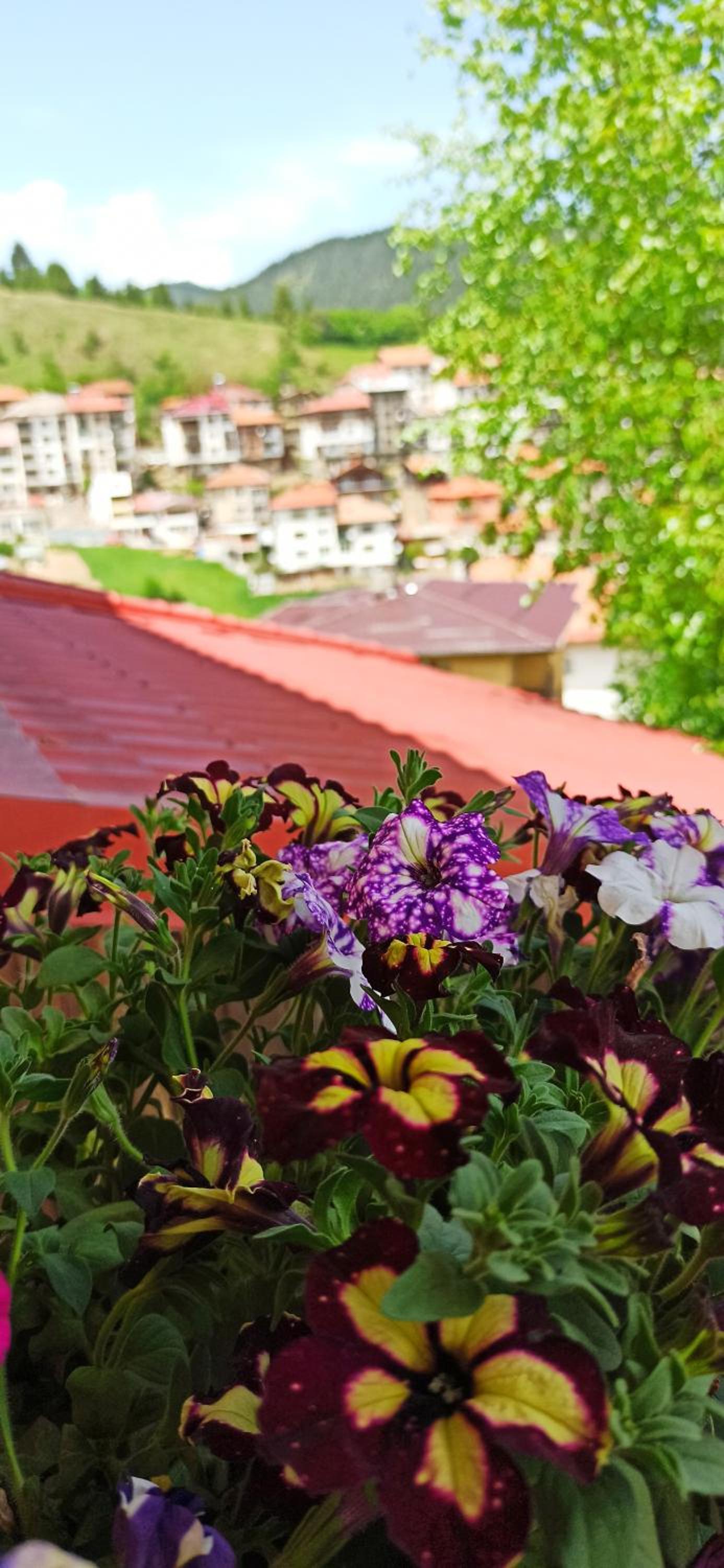 Rodopi Houses