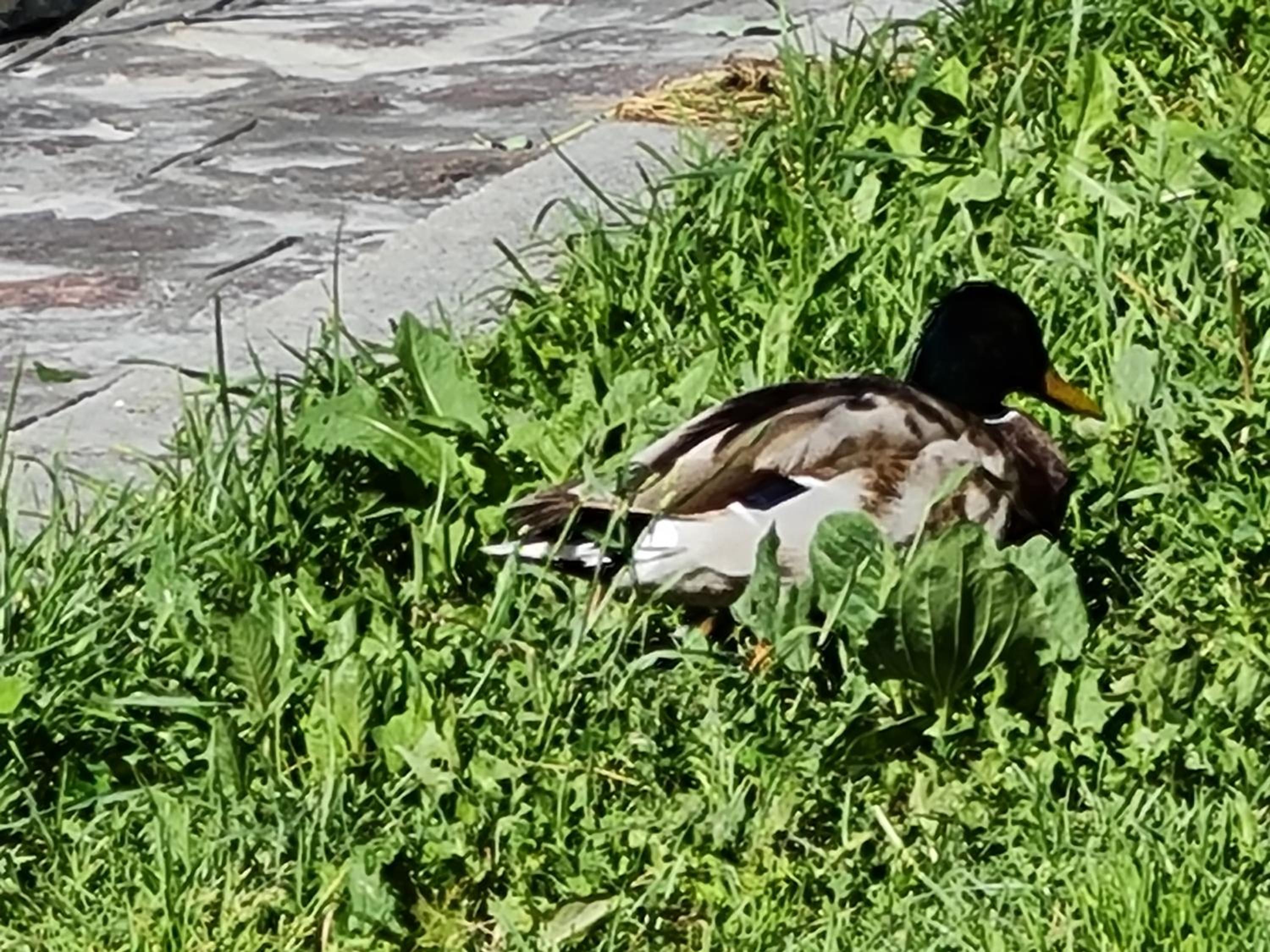 Photo 31