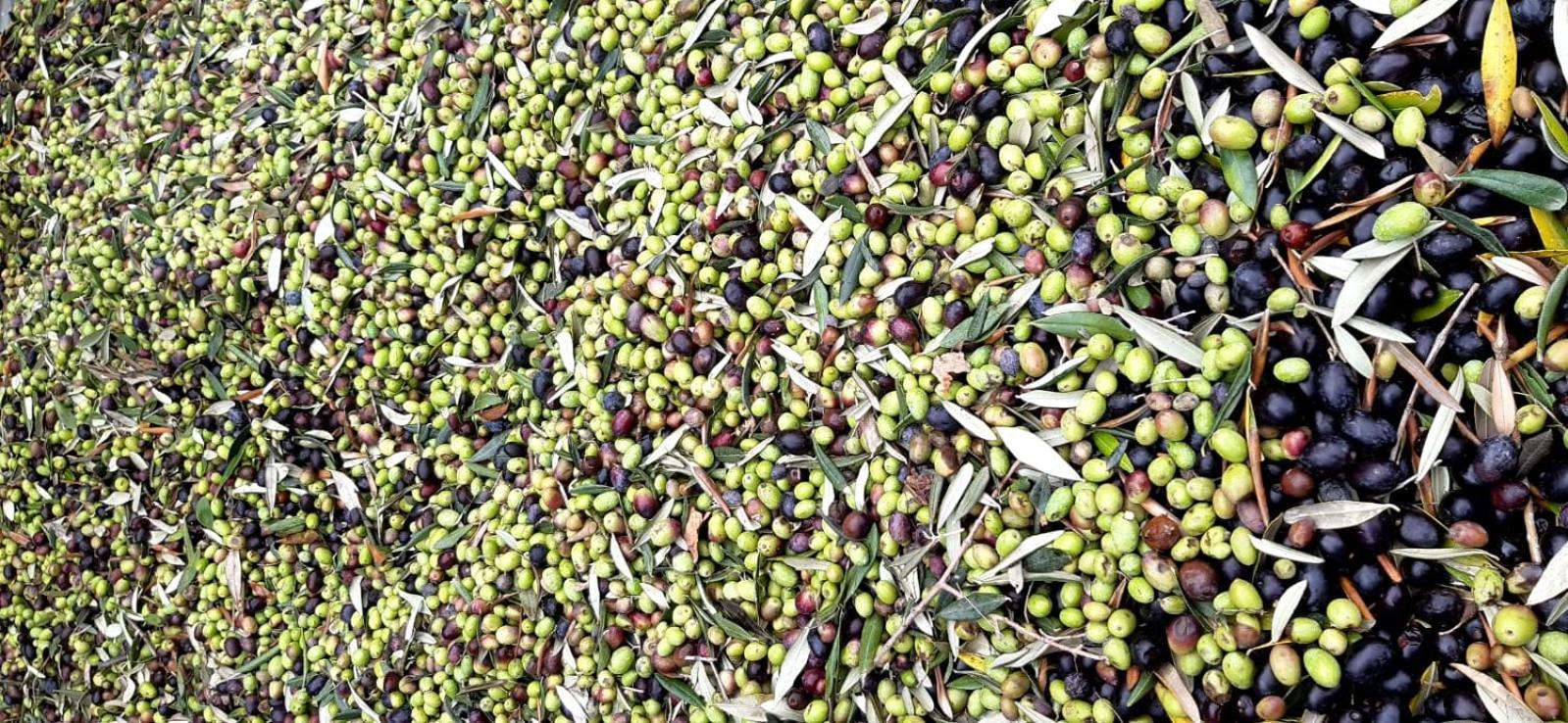 Agriturismo Gli Antichi Sapori Di Anna Coppola - con stazione di ricarica veicoli elettrici