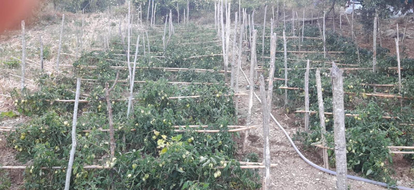 Agriturismo Gli Antichi Sapori Di Anna Coppola - con stazione di ricarica veicoli elettrici