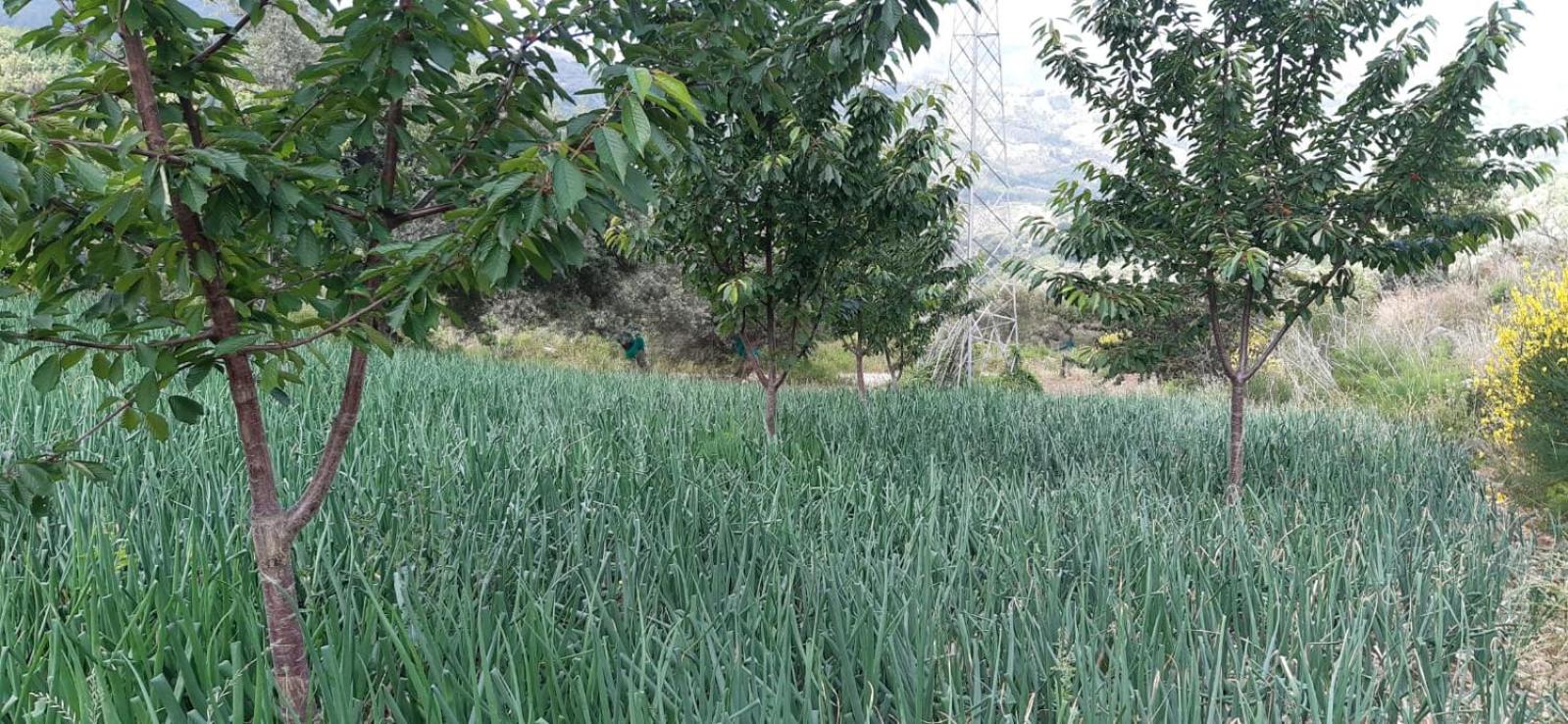 Agriturismo Gli Antichi Sapori Di Anna Coppola - con stazione di ricarica veicoli elettrici