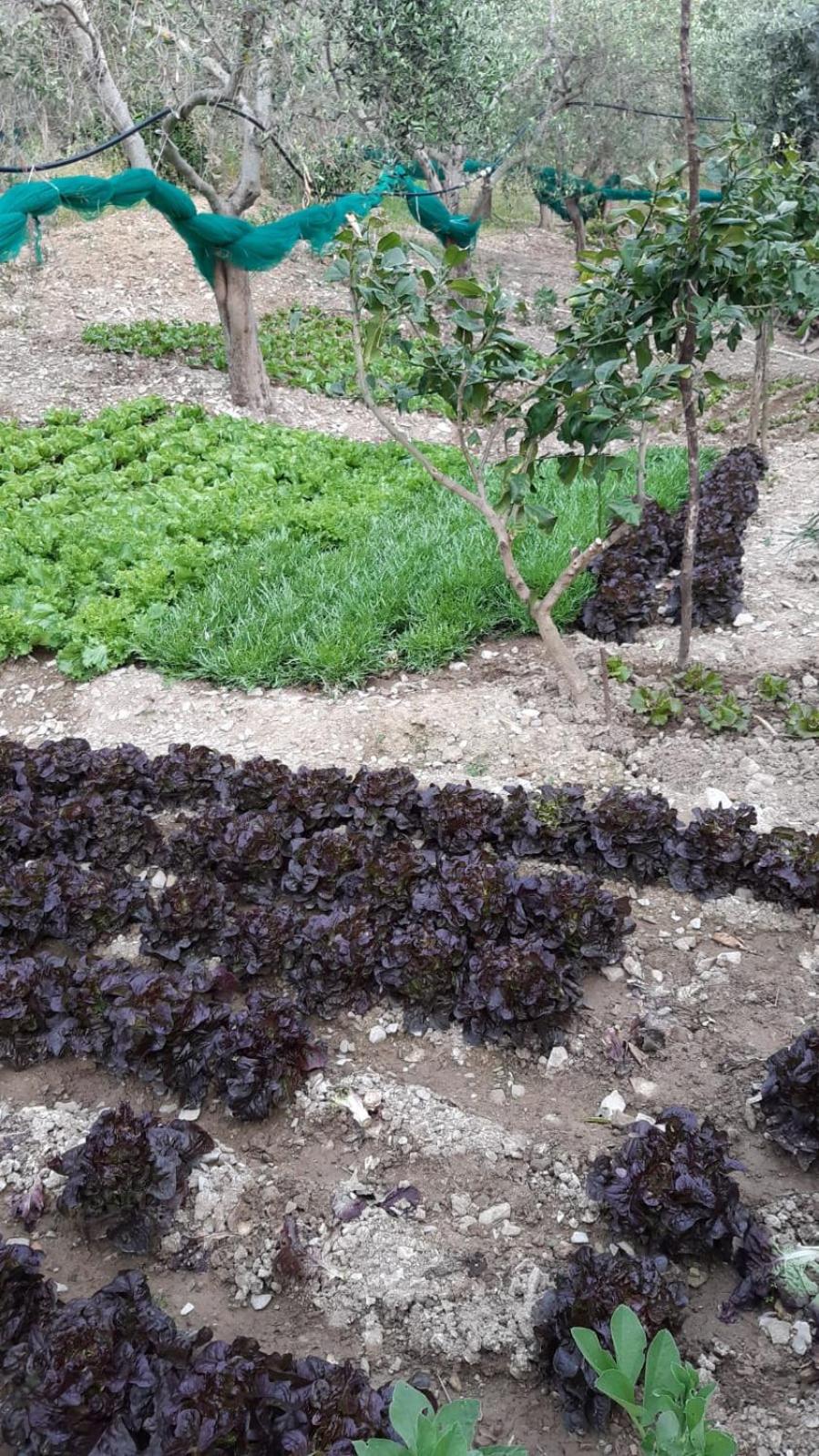 Agriturismo Gli Antichi Sapori Di Anna Coppola - con stazione di ricarica veicoli elettrici