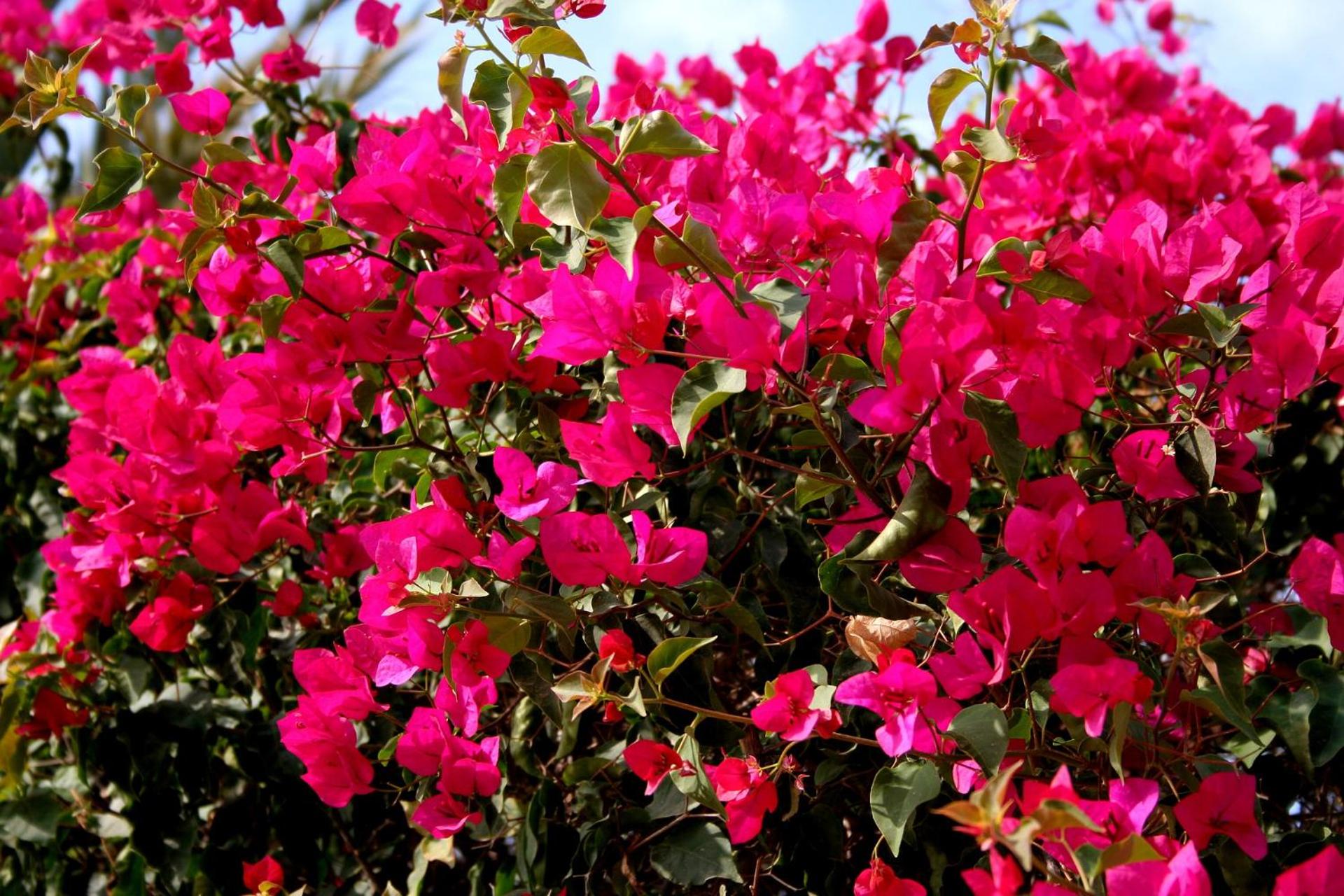 Marbella Vacations - Estudio en medina garden - Property Image 14
