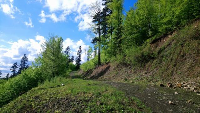 Photo 35