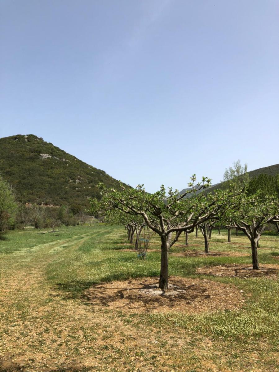 Poliani Village photo 4