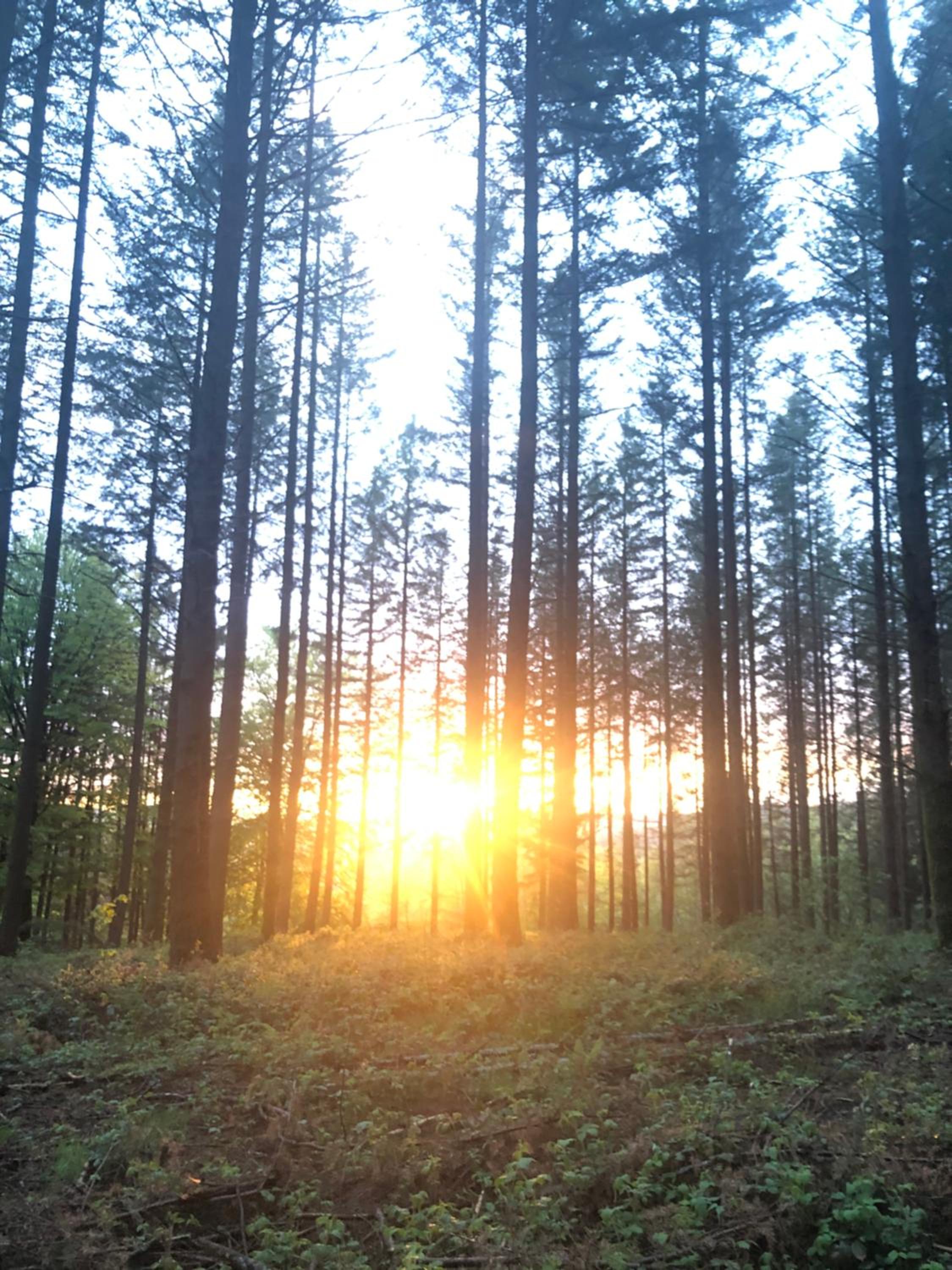 Les Caliciades 1 à Gros-Fays