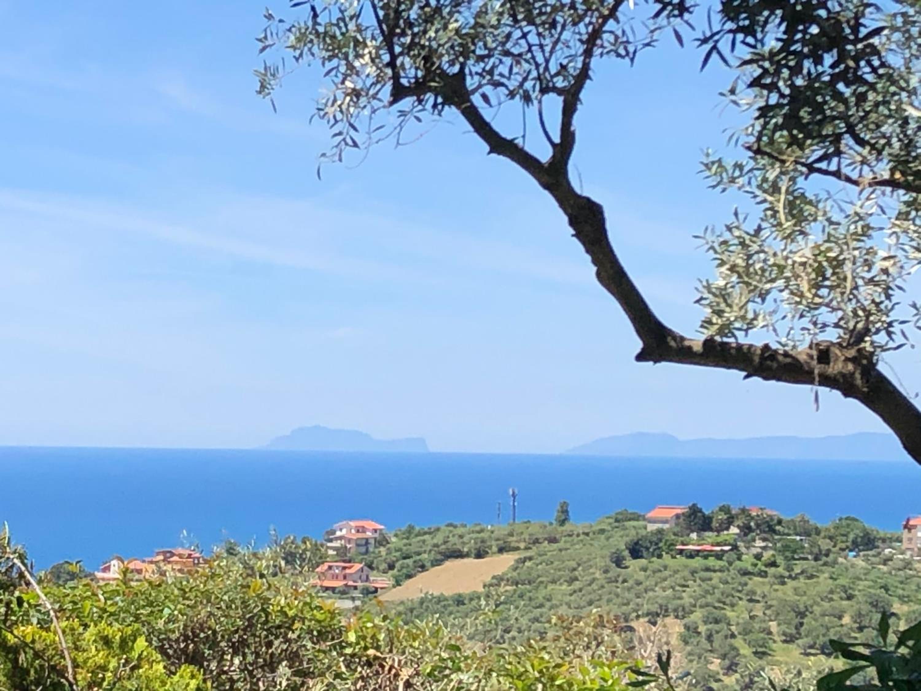 Dolce Basilico
