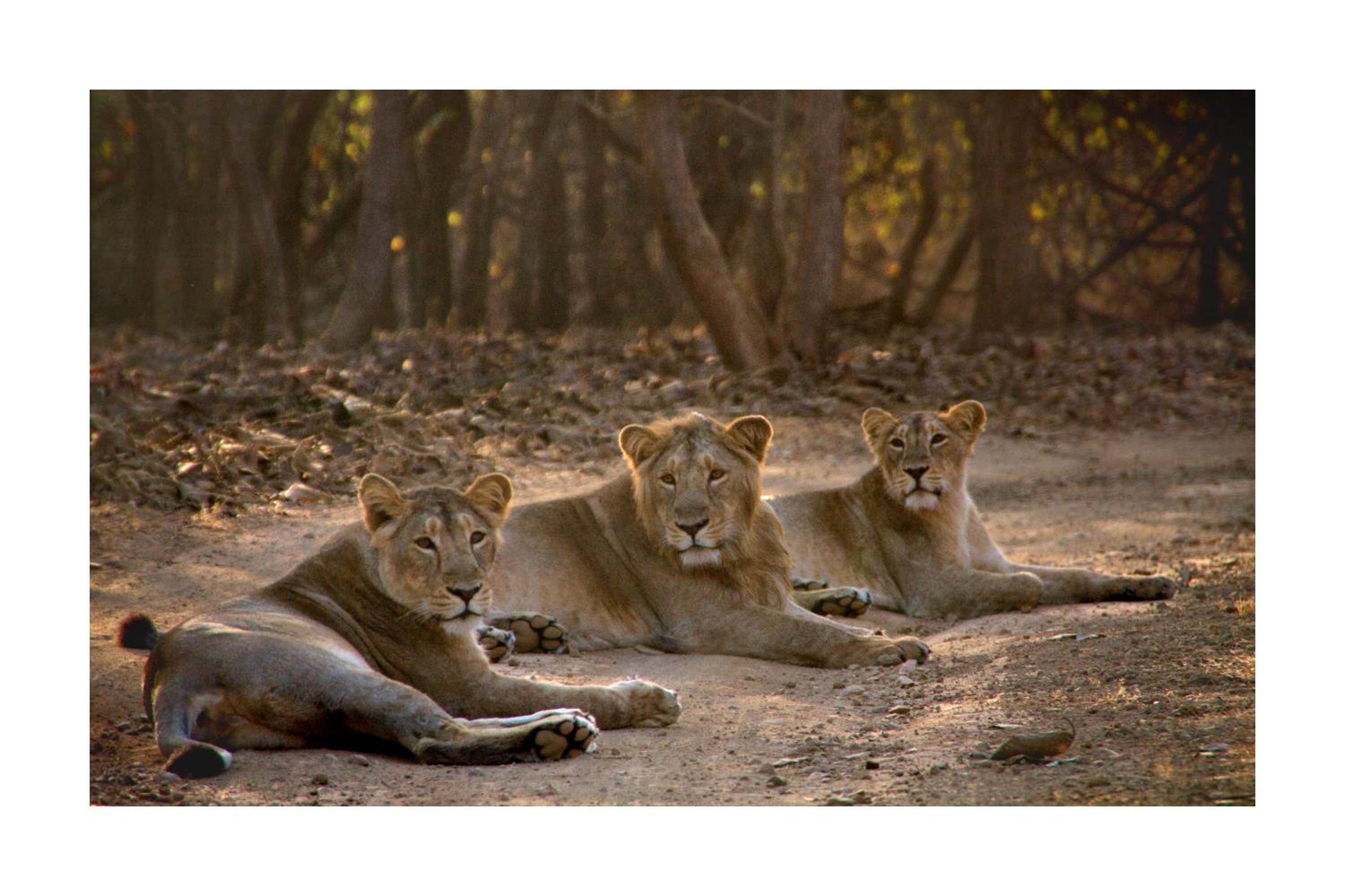 Asiatic Lion Lodge