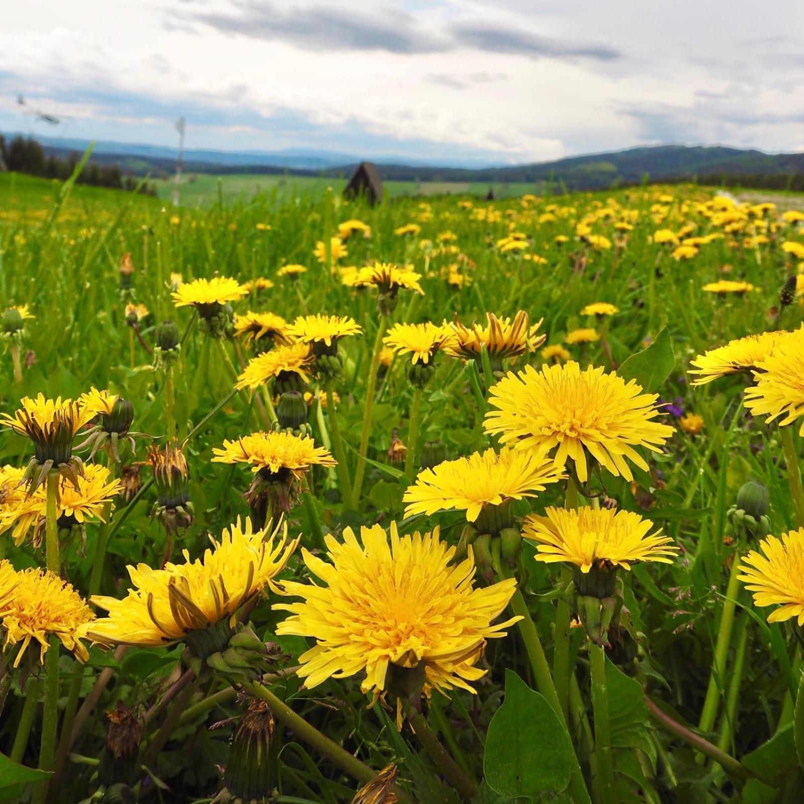 Penzion PANORAMA Janovičky