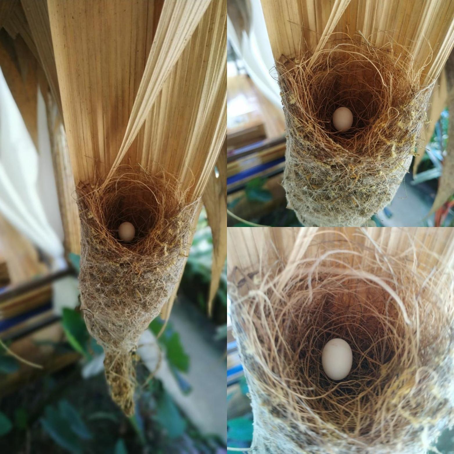 Black Bamboo