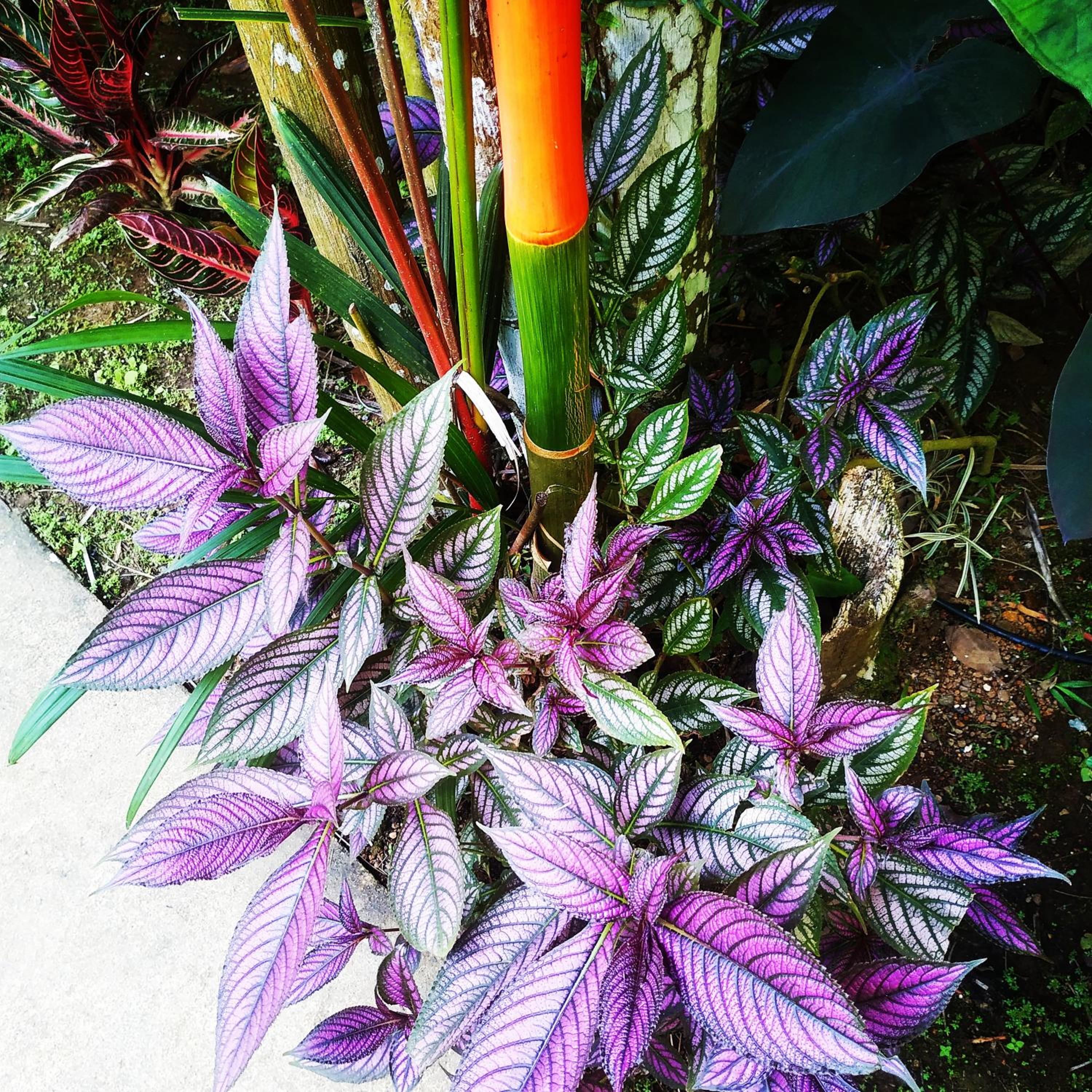 Black Bamboo