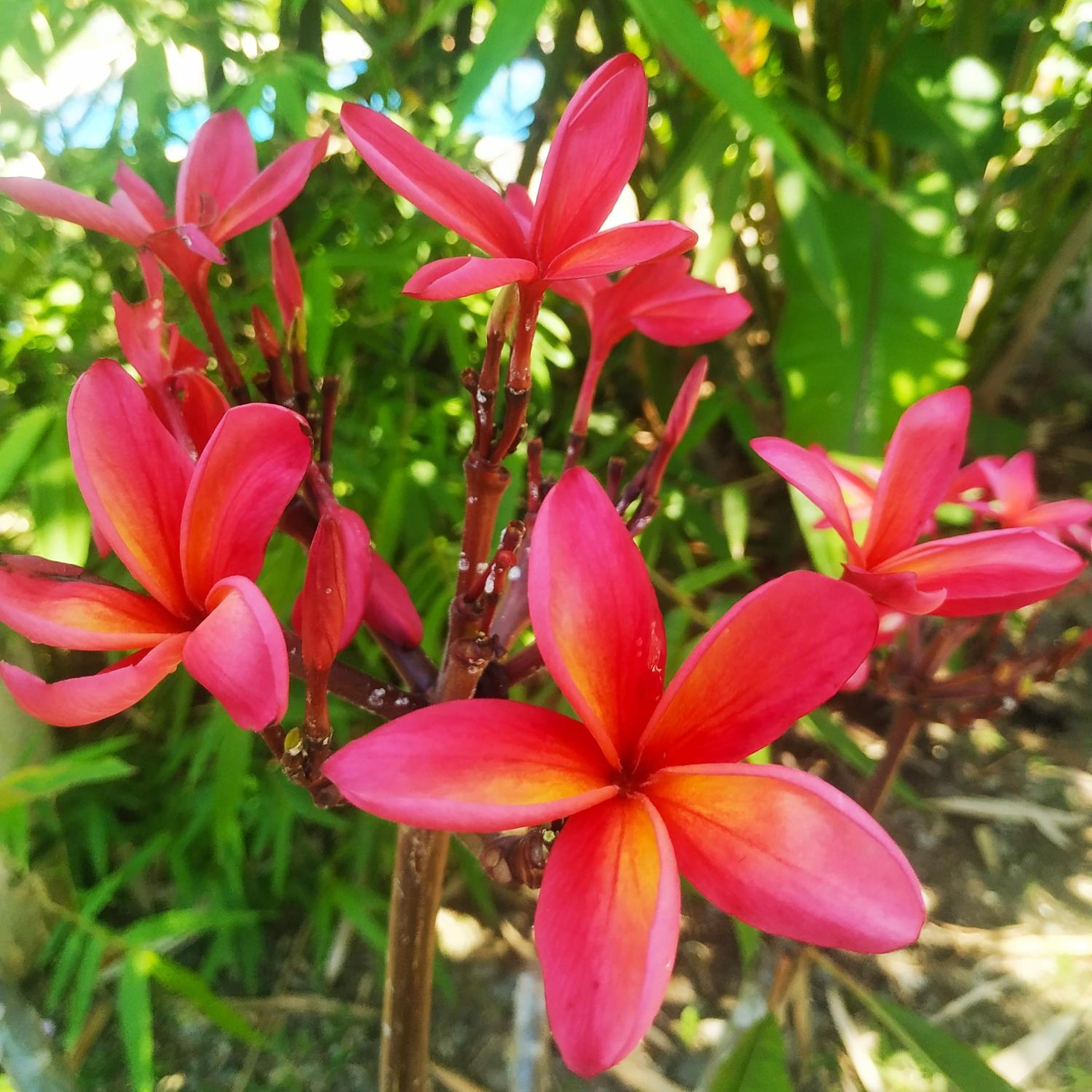 Black Bamboo