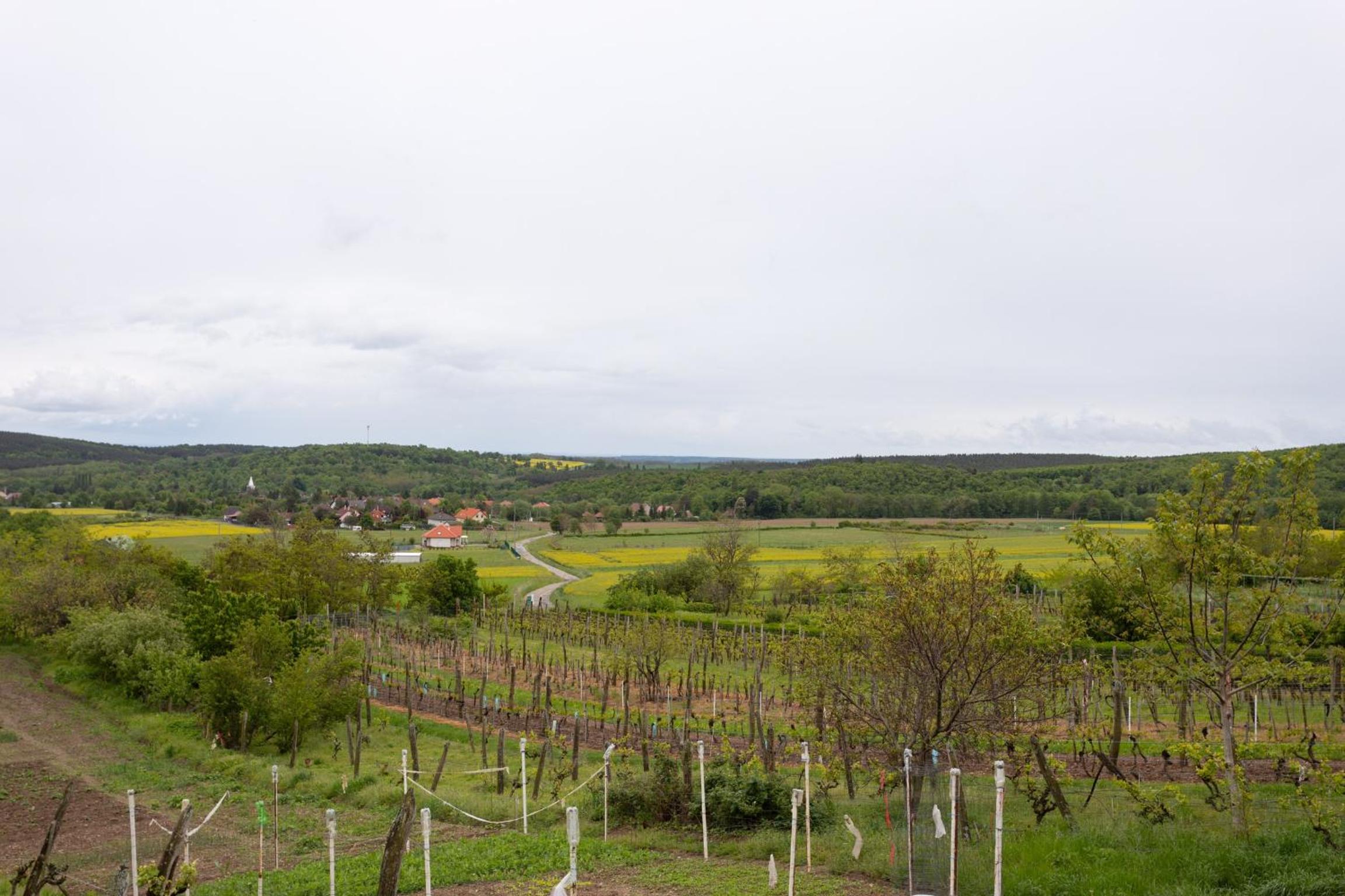 Photo 42