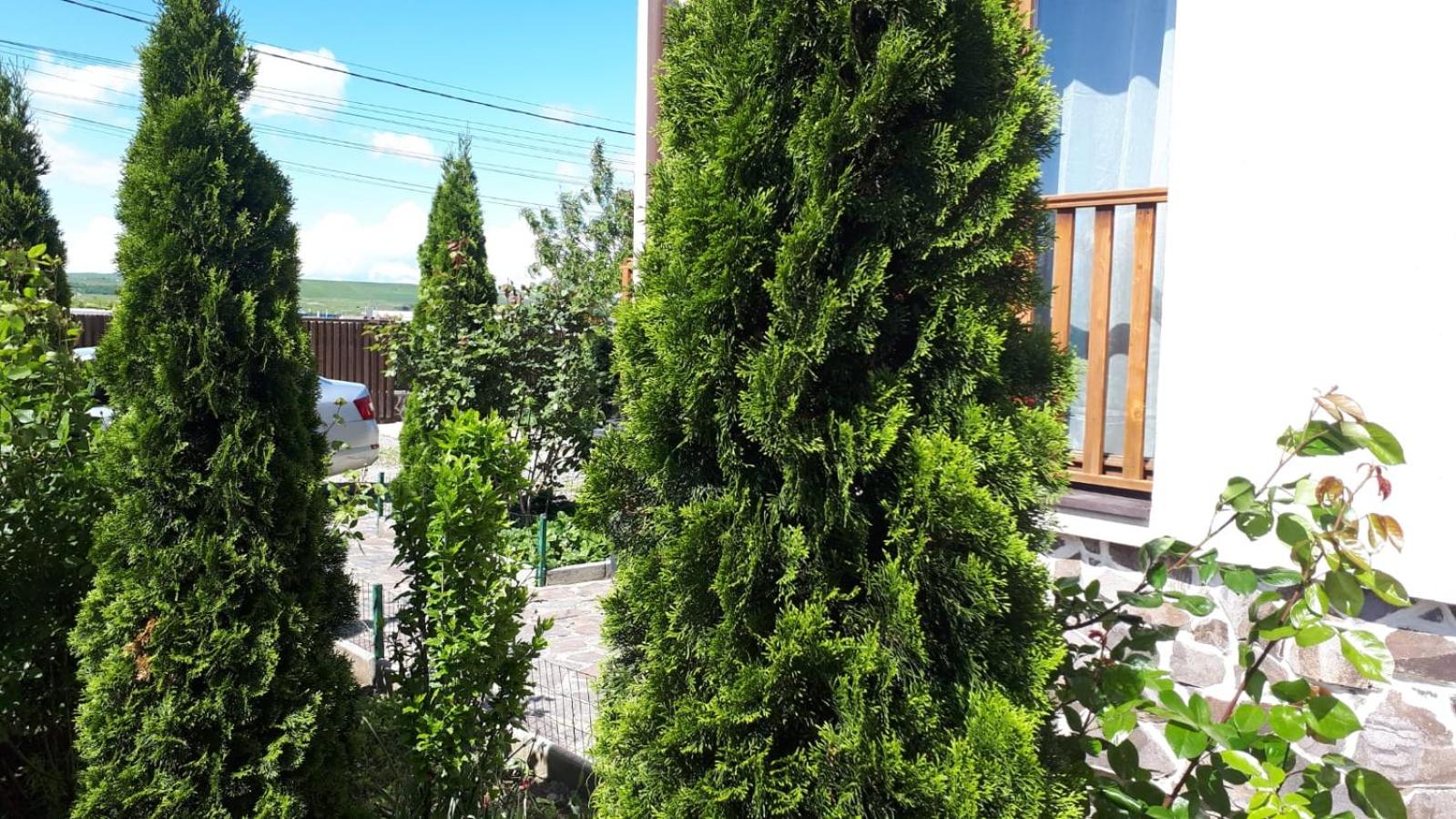 Photo 36