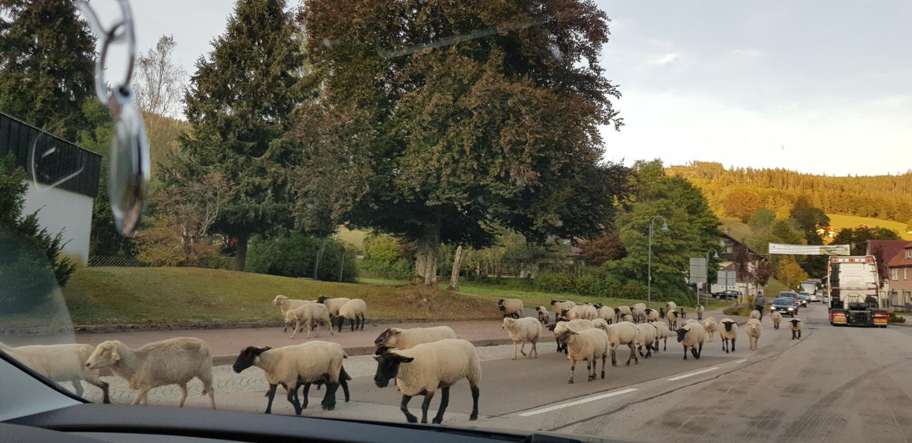 Ferienwohnung Tannenballett mit Panorama über den Schwarzwald in Baiersbronn