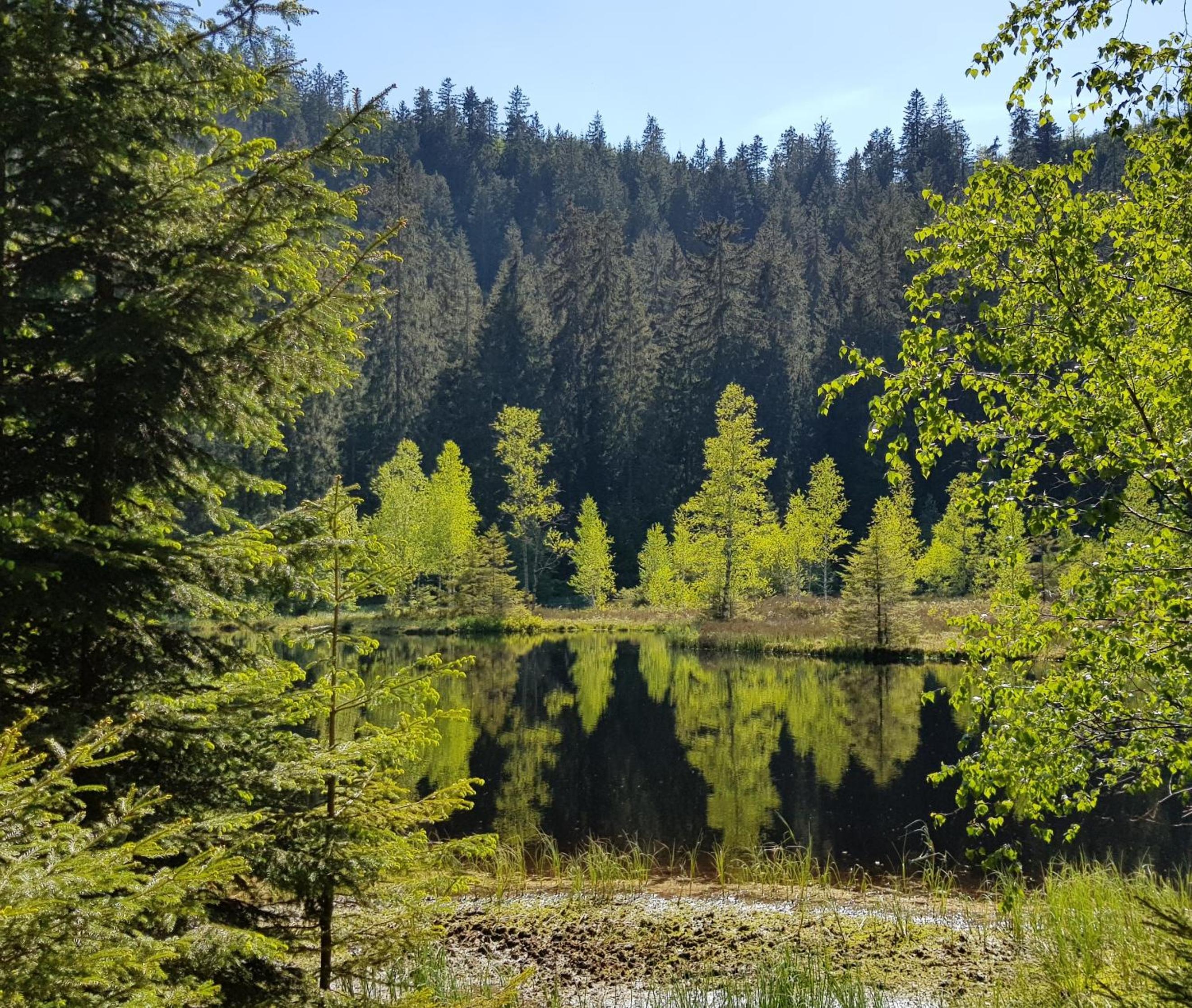Ferienwohnung Tannenballett mit Panorama über den Schwarzwald in Baiersbronn