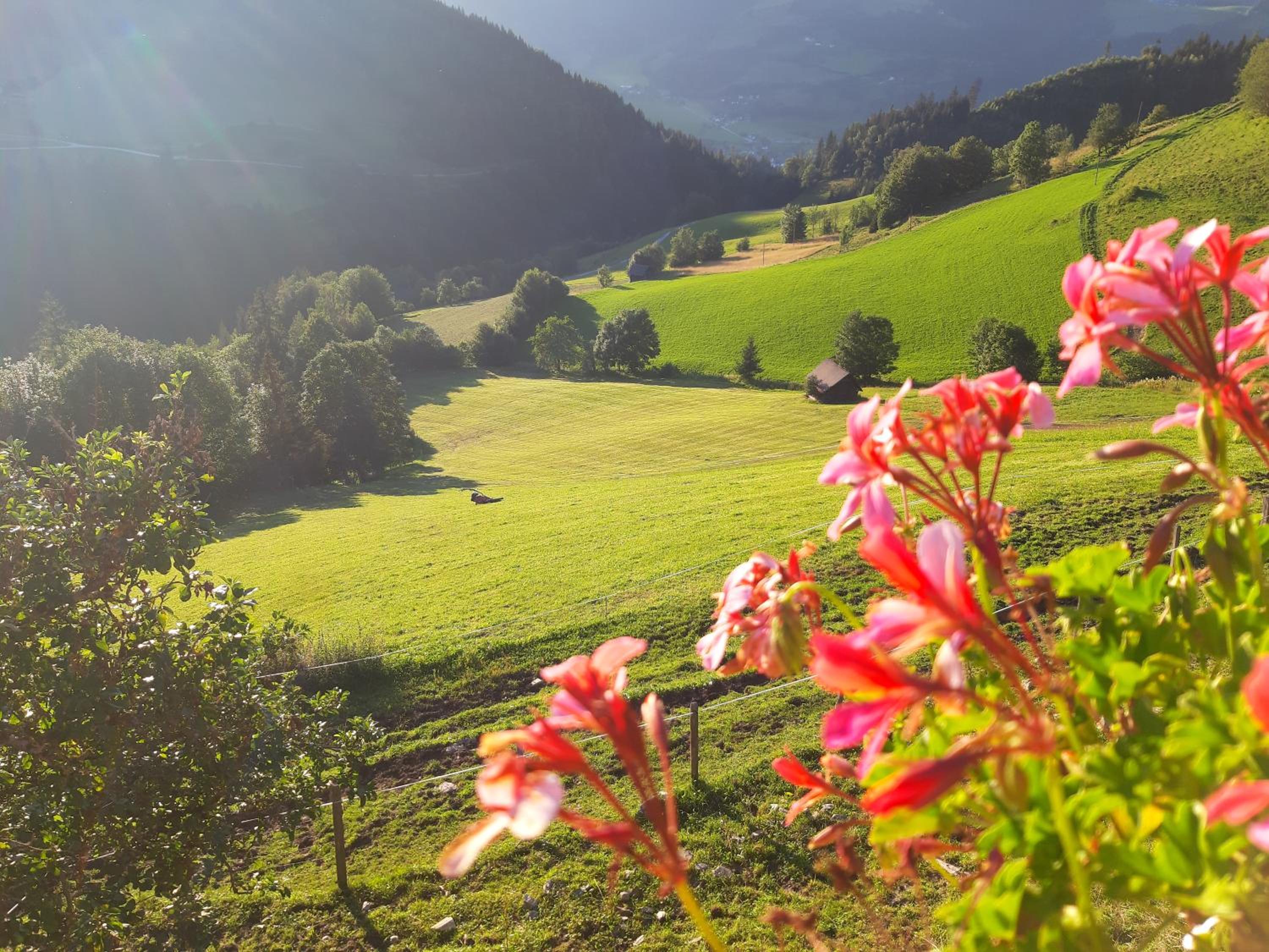 Schirfhof