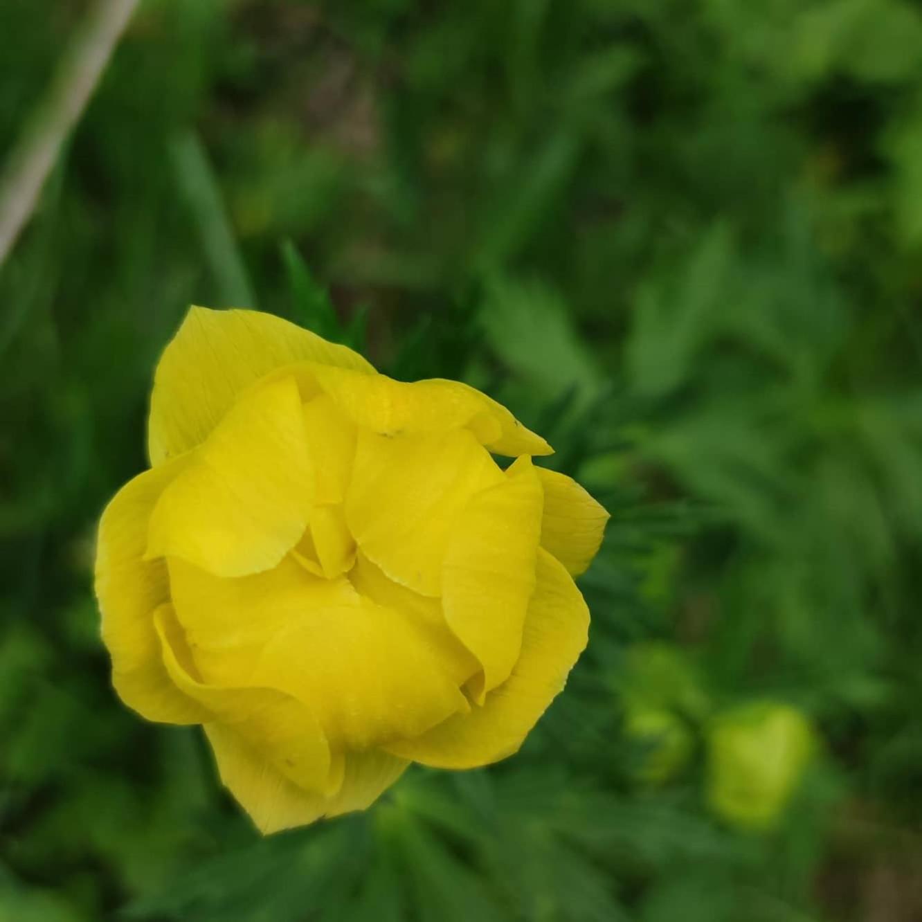 Photo 52