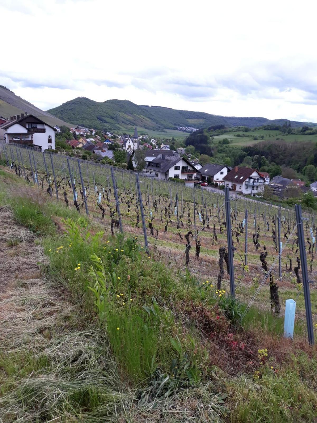 Ferienwohnung Saarblick view 3