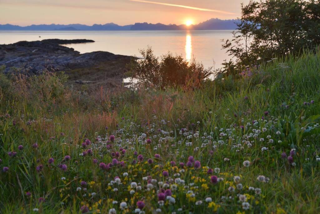 See Lofoten mountains midnight sun and nothern lights in Steigen view 4