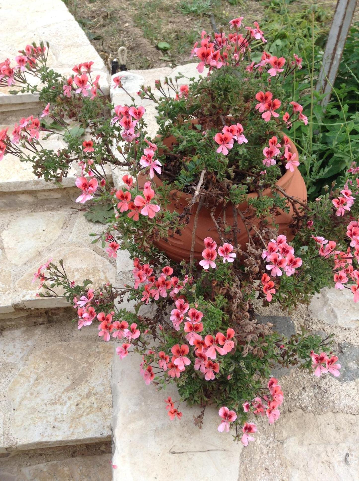 Chaihoutes stone villa into Olive farm in Zia