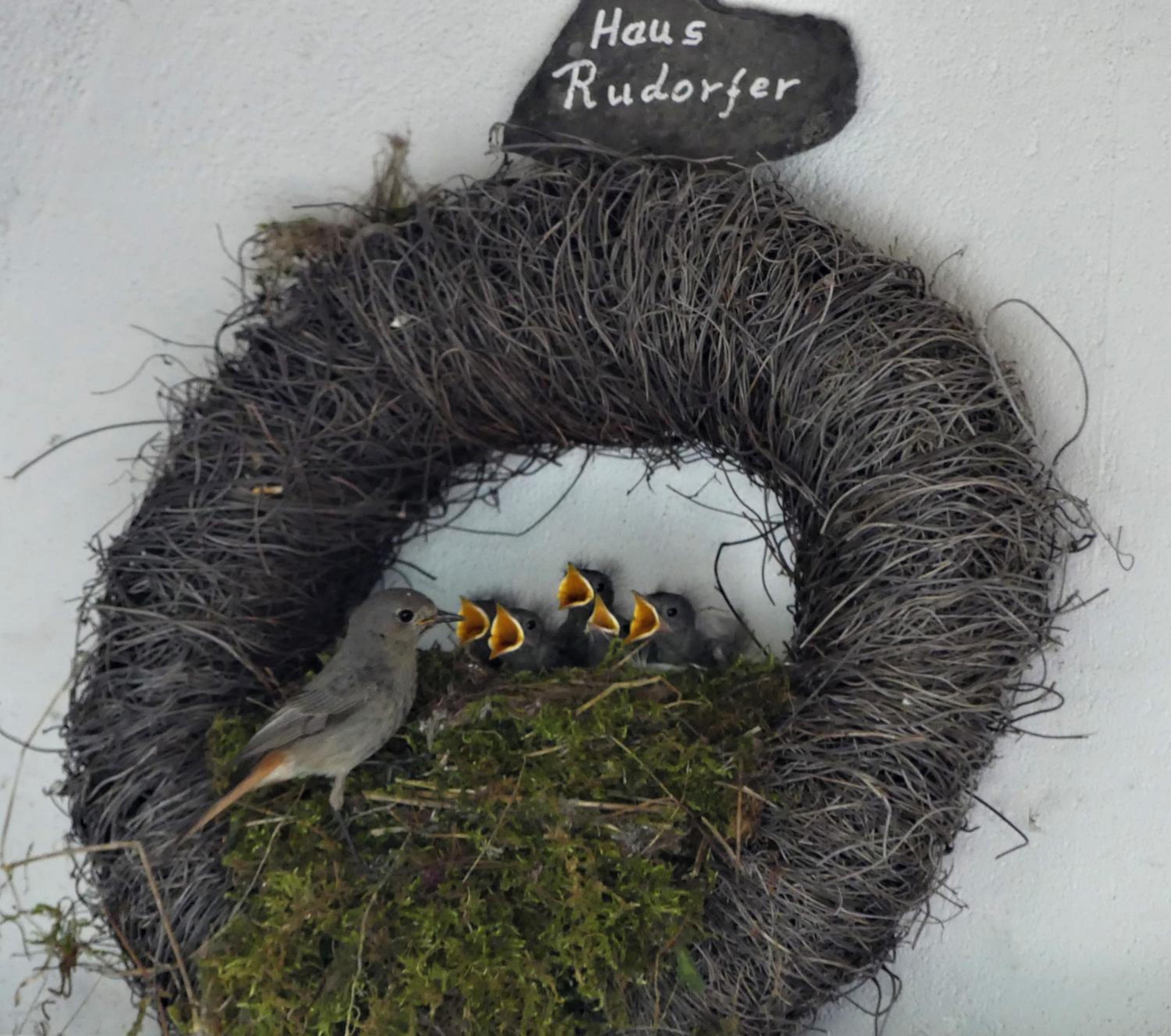 Ferienweingut Rudorfer
