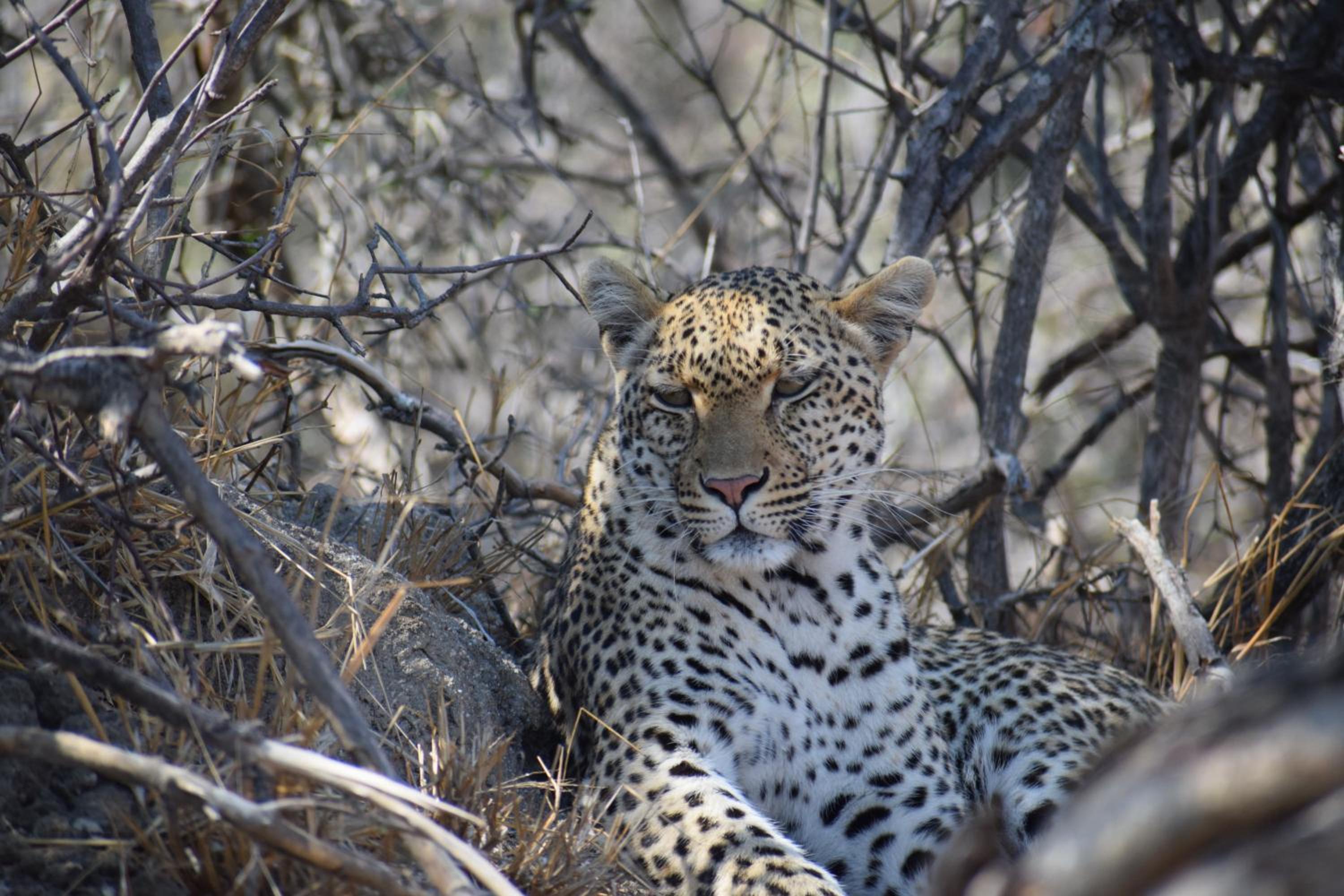 AM Lodge - Hoedspruit