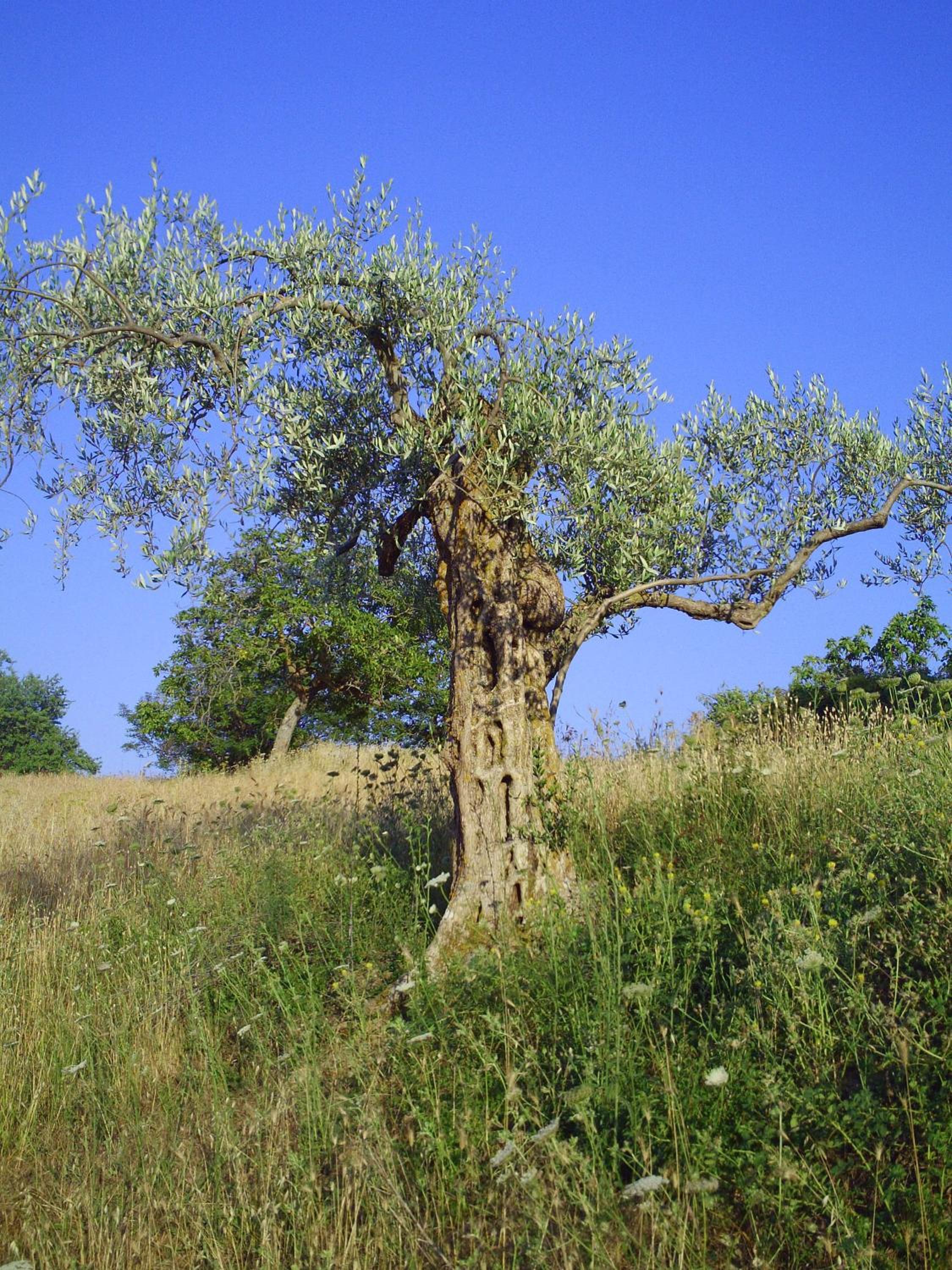 Agriturismo San Pietro