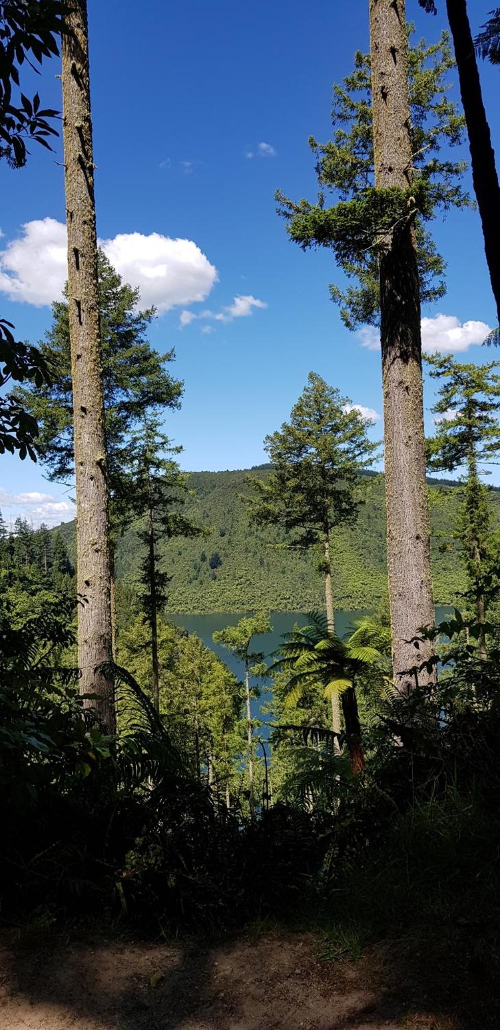 Folia Domus NZ, Redwoods, MBT view 5