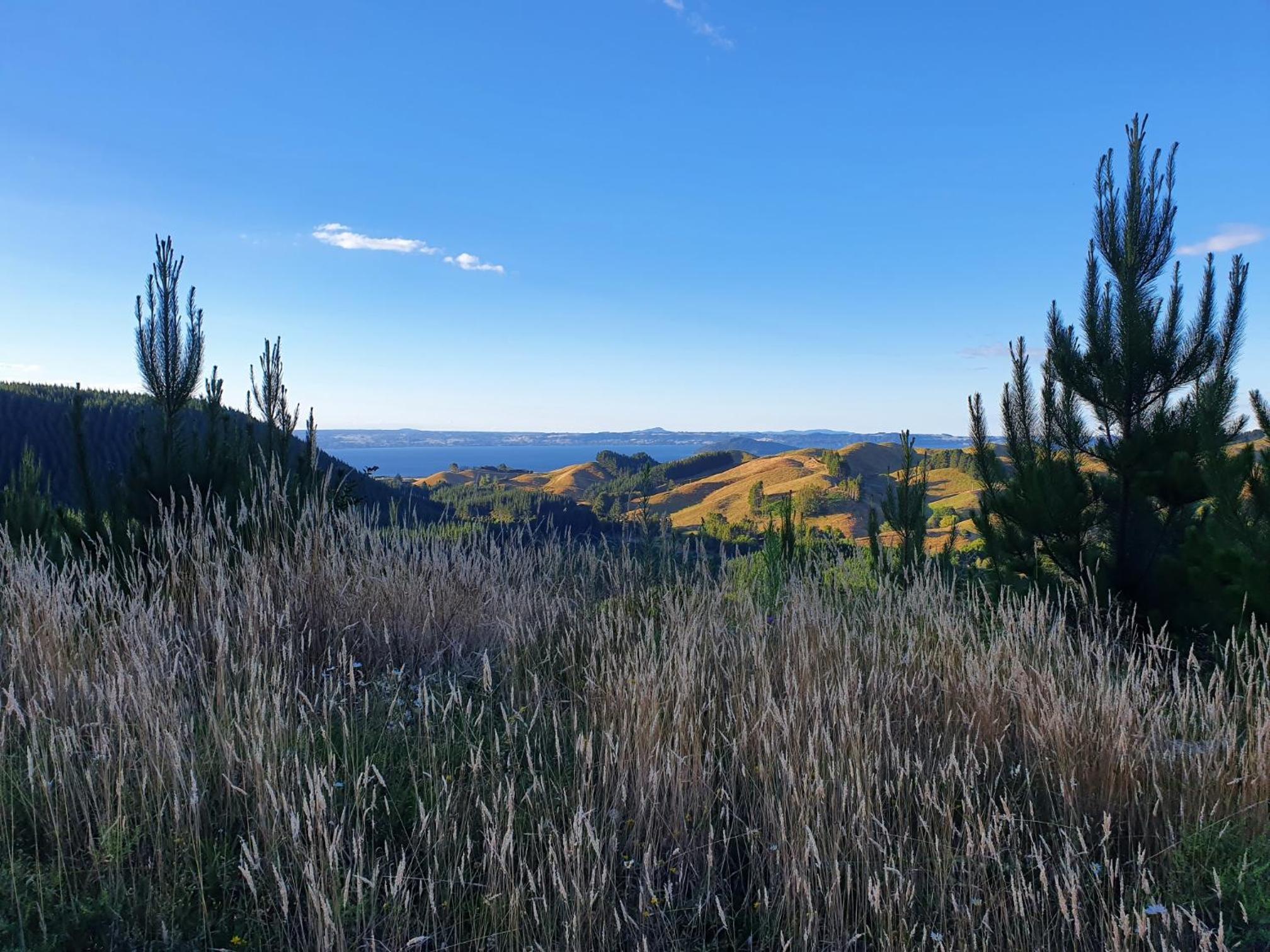 Folia Domus NZ, Redwoods, MBT view 4