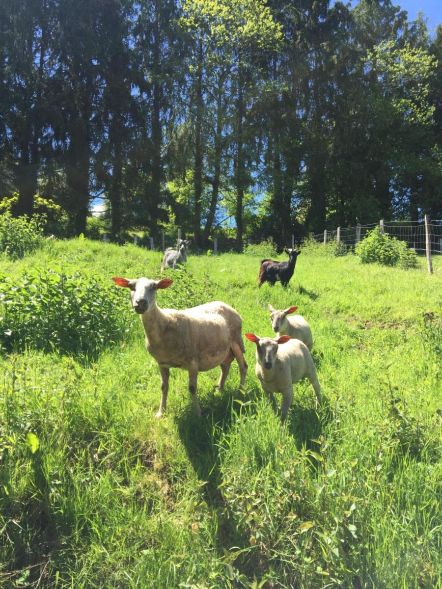 La Ferme du Cayla