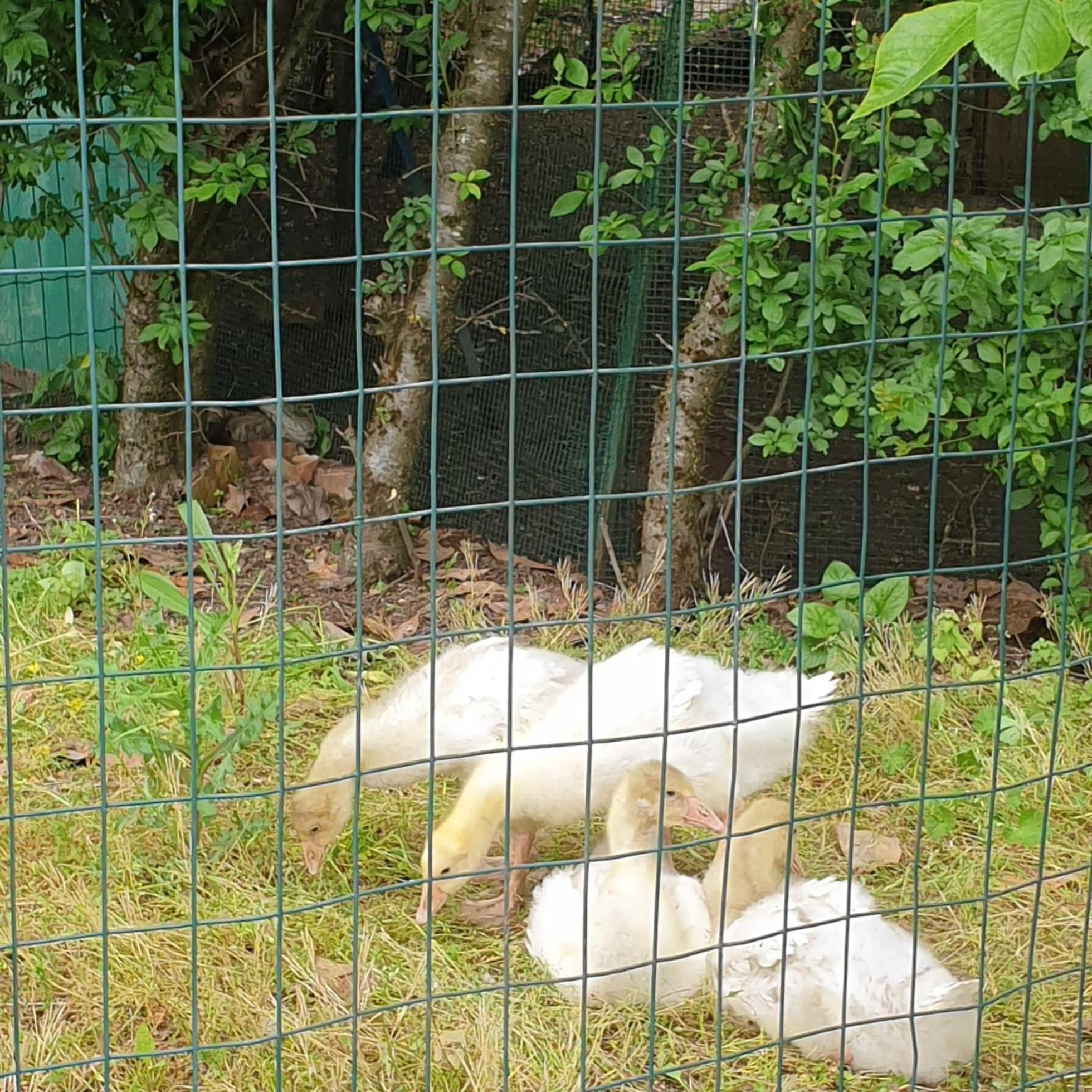 Photo 26