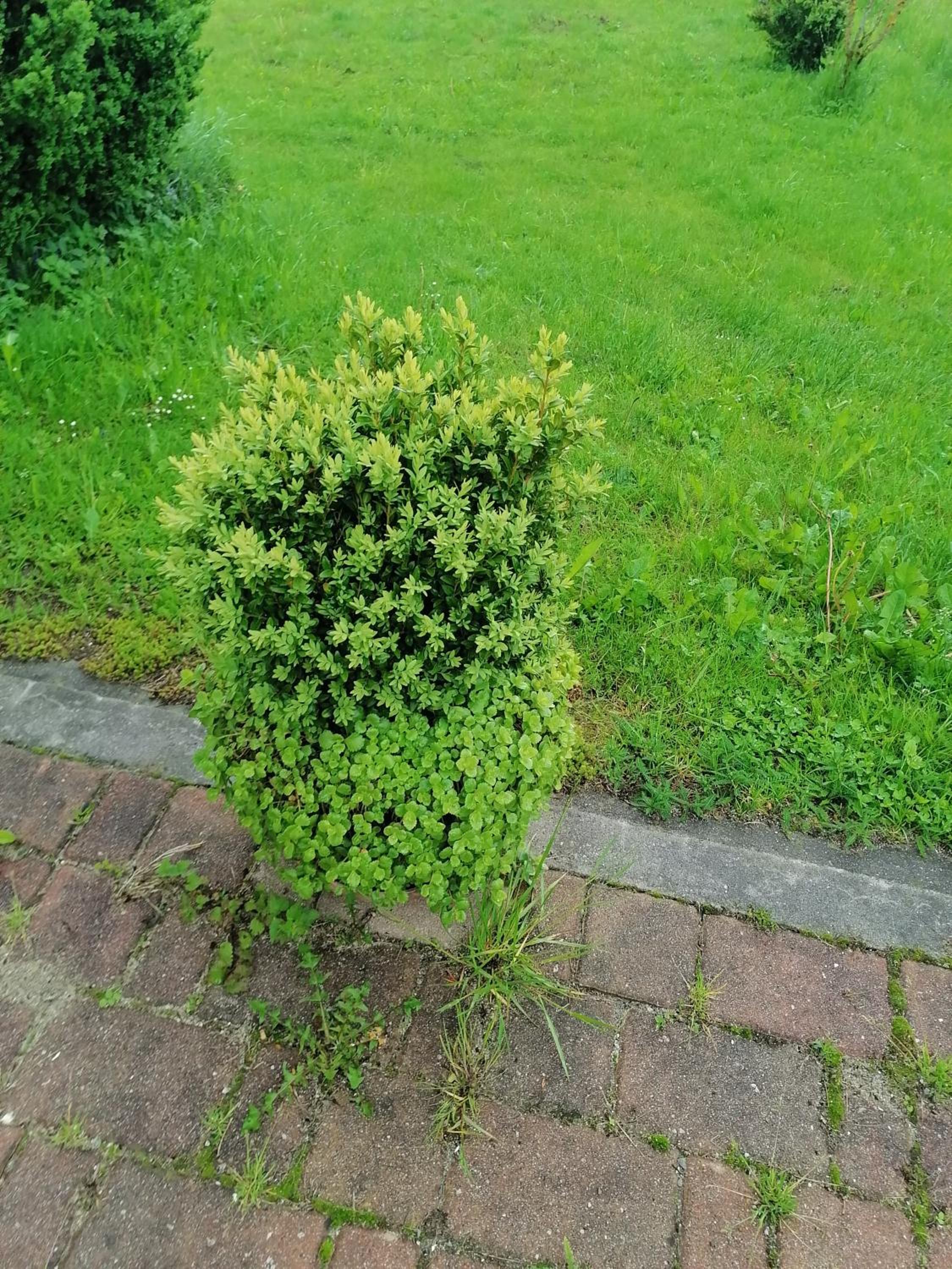 Photo 42
