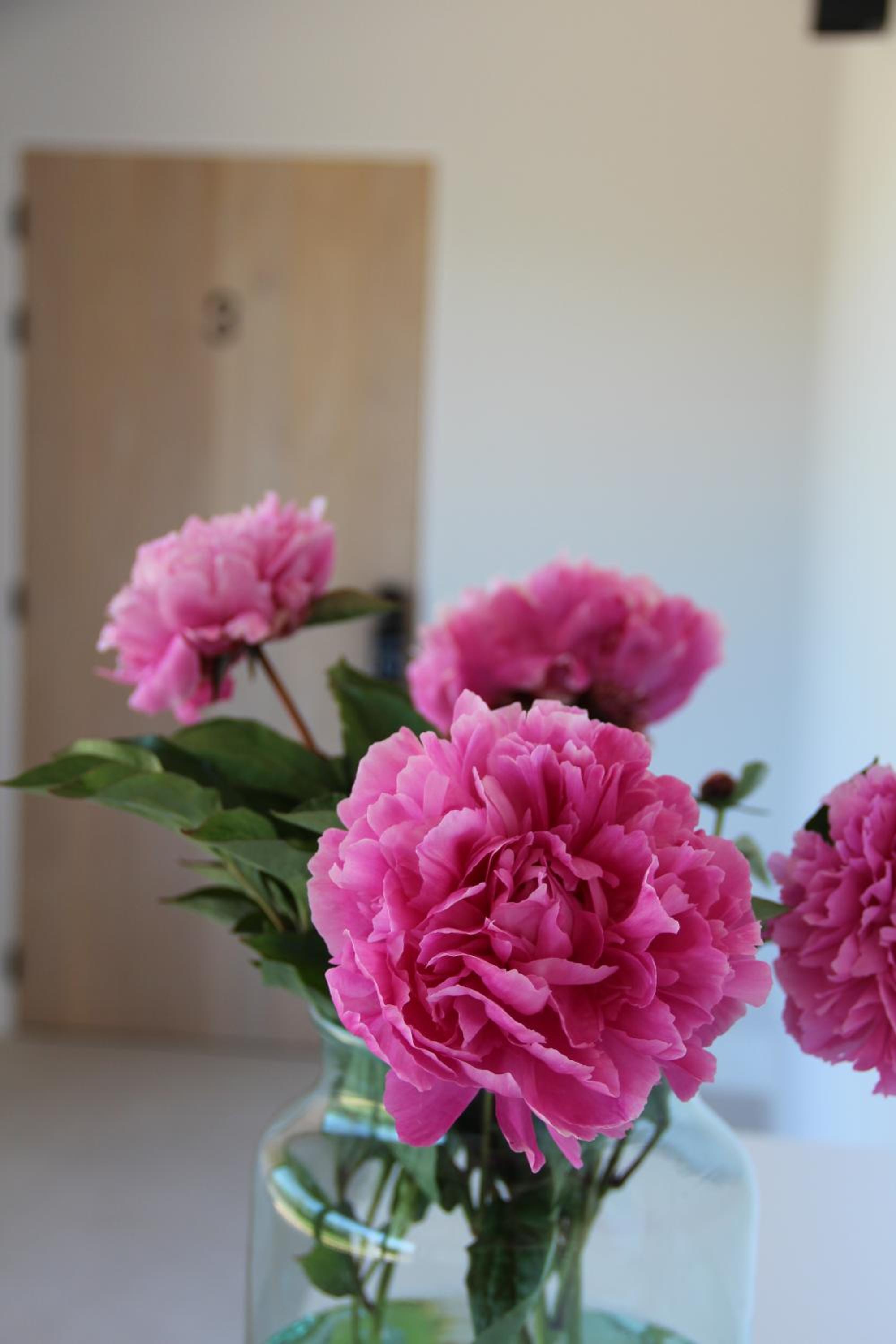 B&B Biesvenhof
