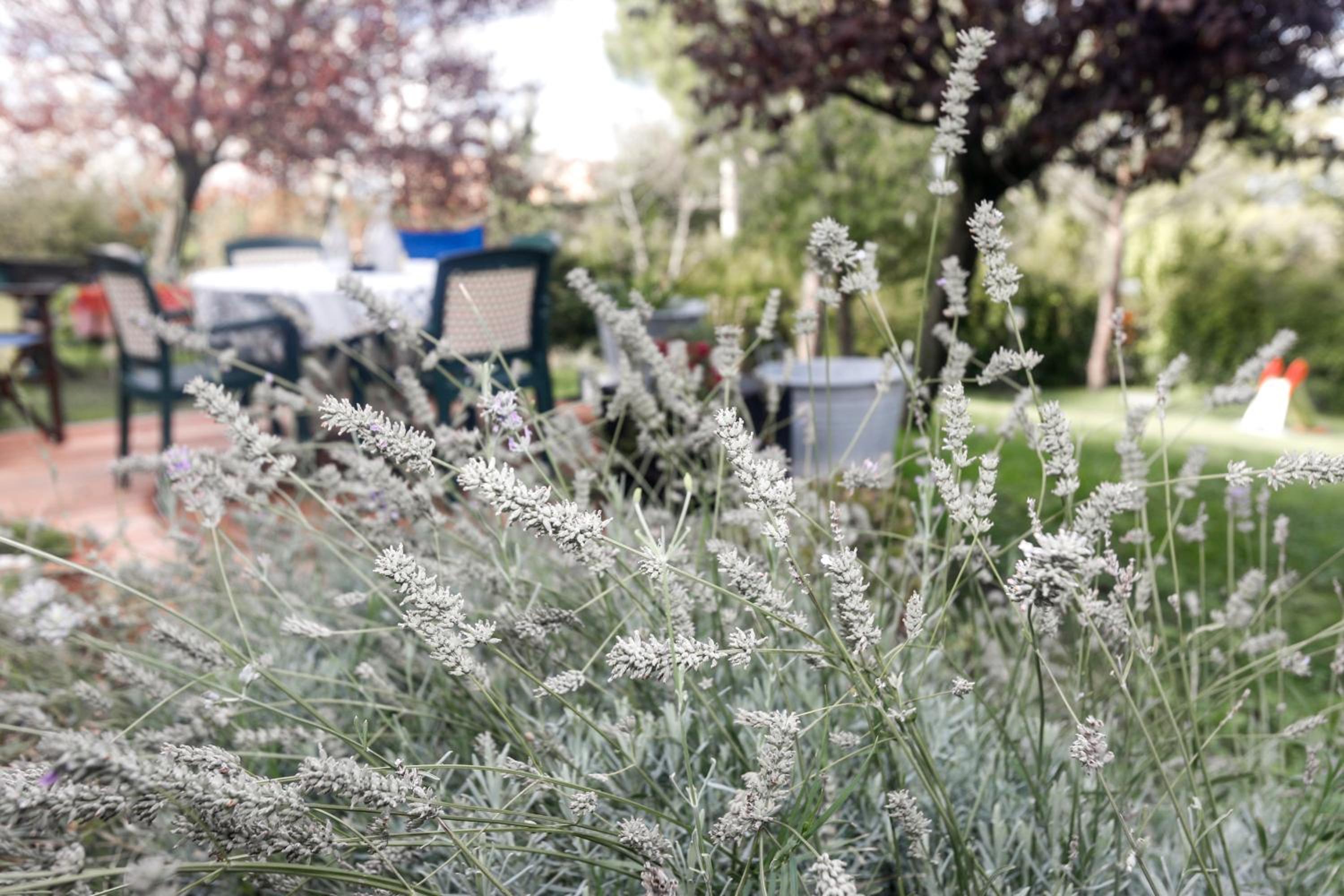 B&B La Lavanda, photo 33