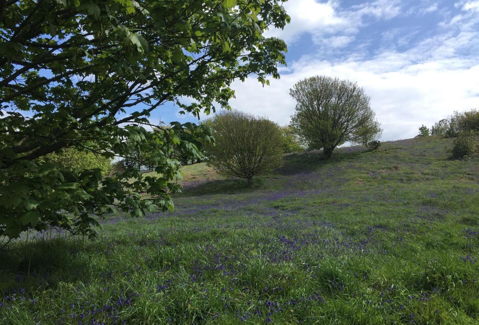 Apple Blossom view 5