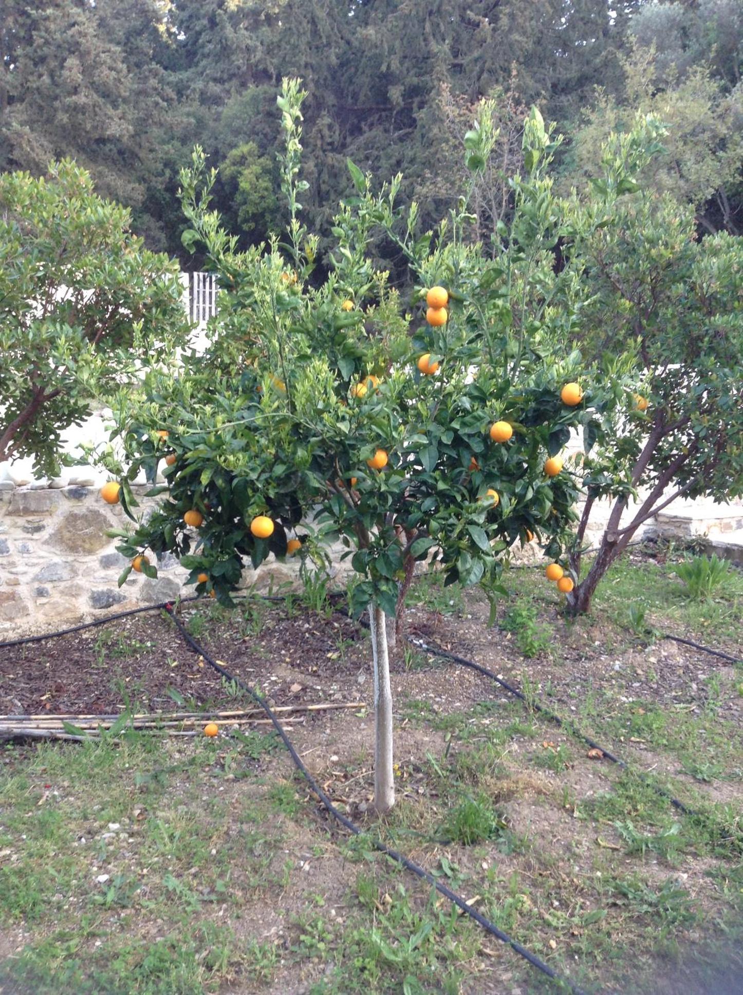Chaihoutes stone villa into Olive farm in Zia