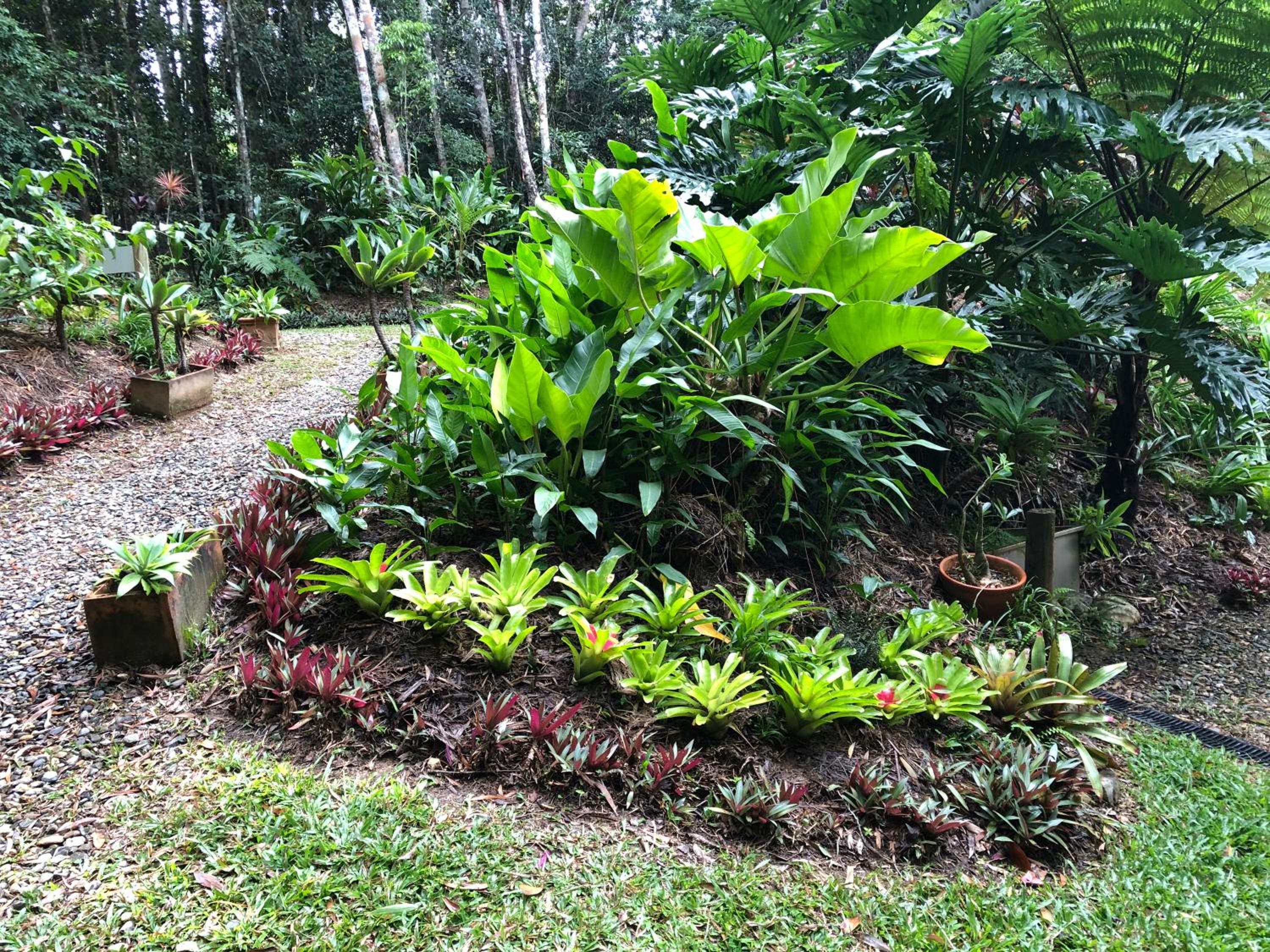 Honeybee House Cottage in the Rainforest