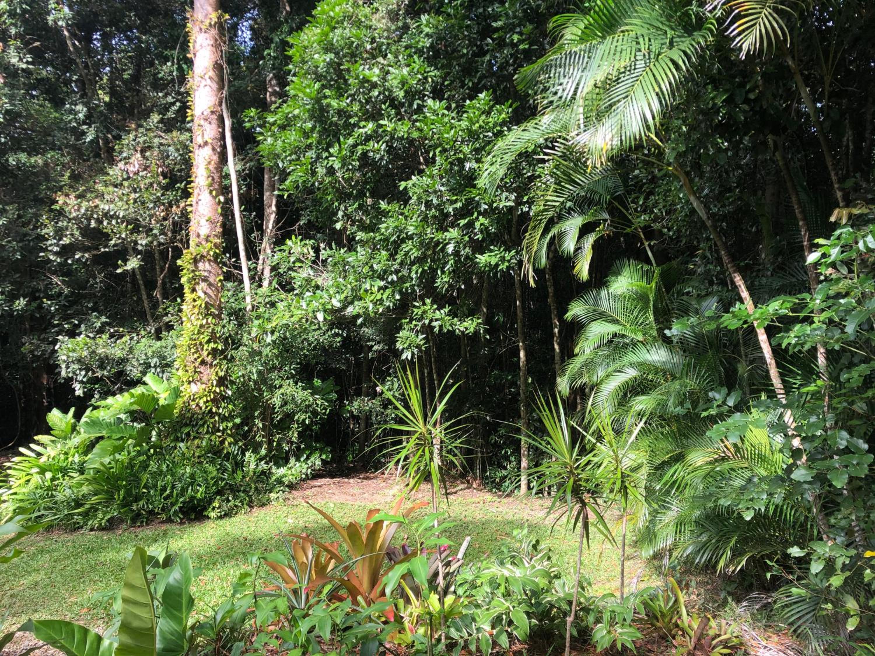 Honeybee House Cottage in the Rainforest