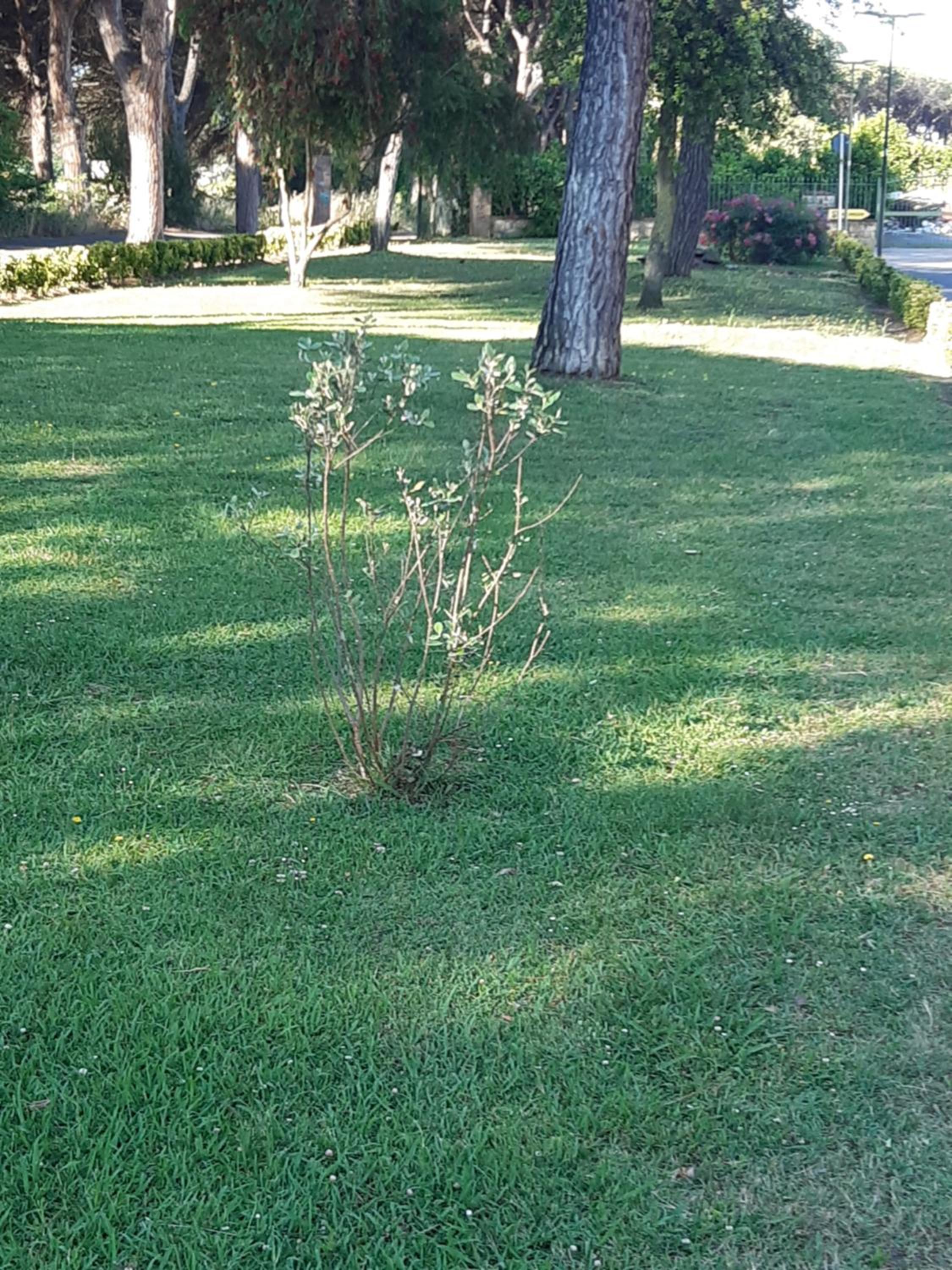 Photo 42