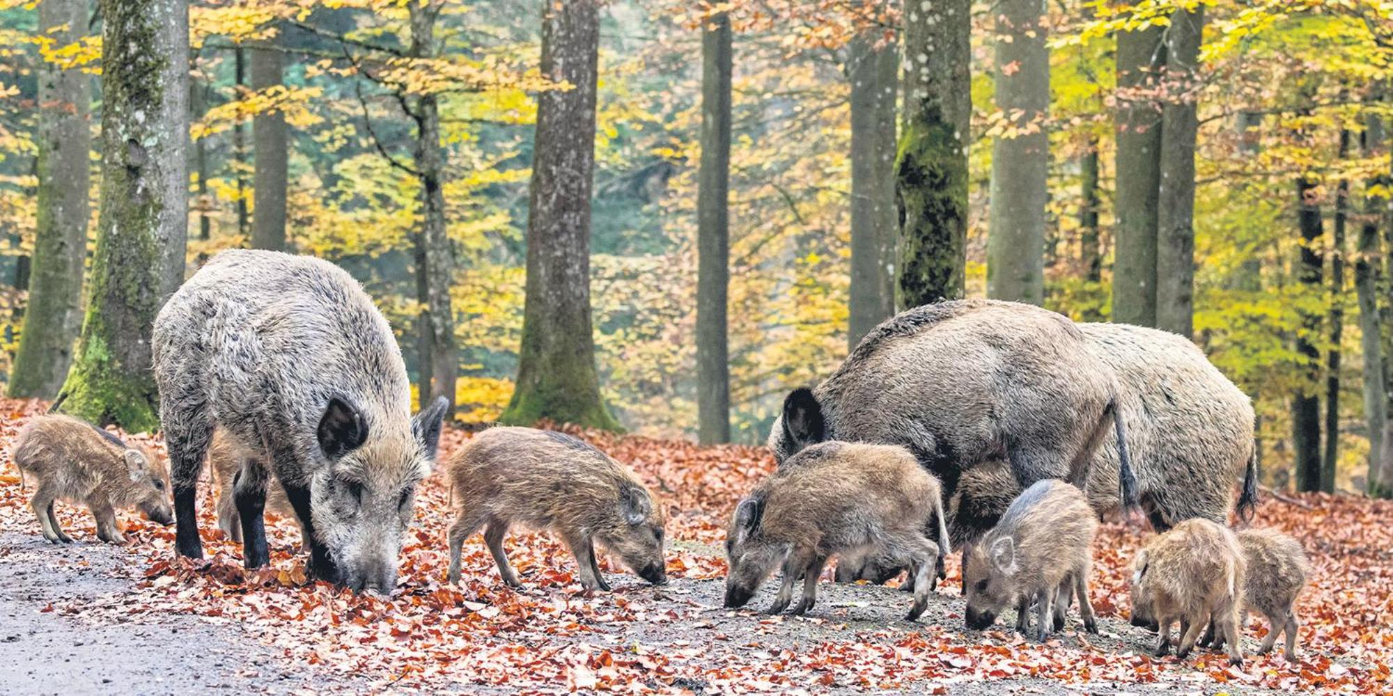 Le Scailleteux - Gîte de charme clôturé, accès à la rivière
