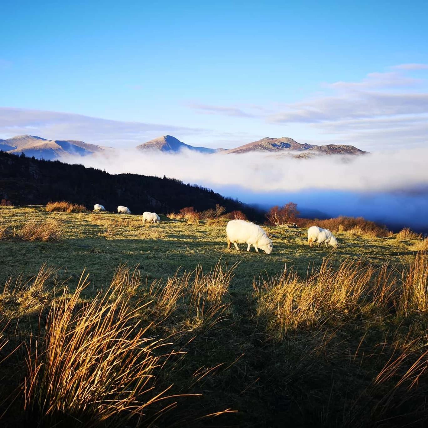 Aberconwy House B&B